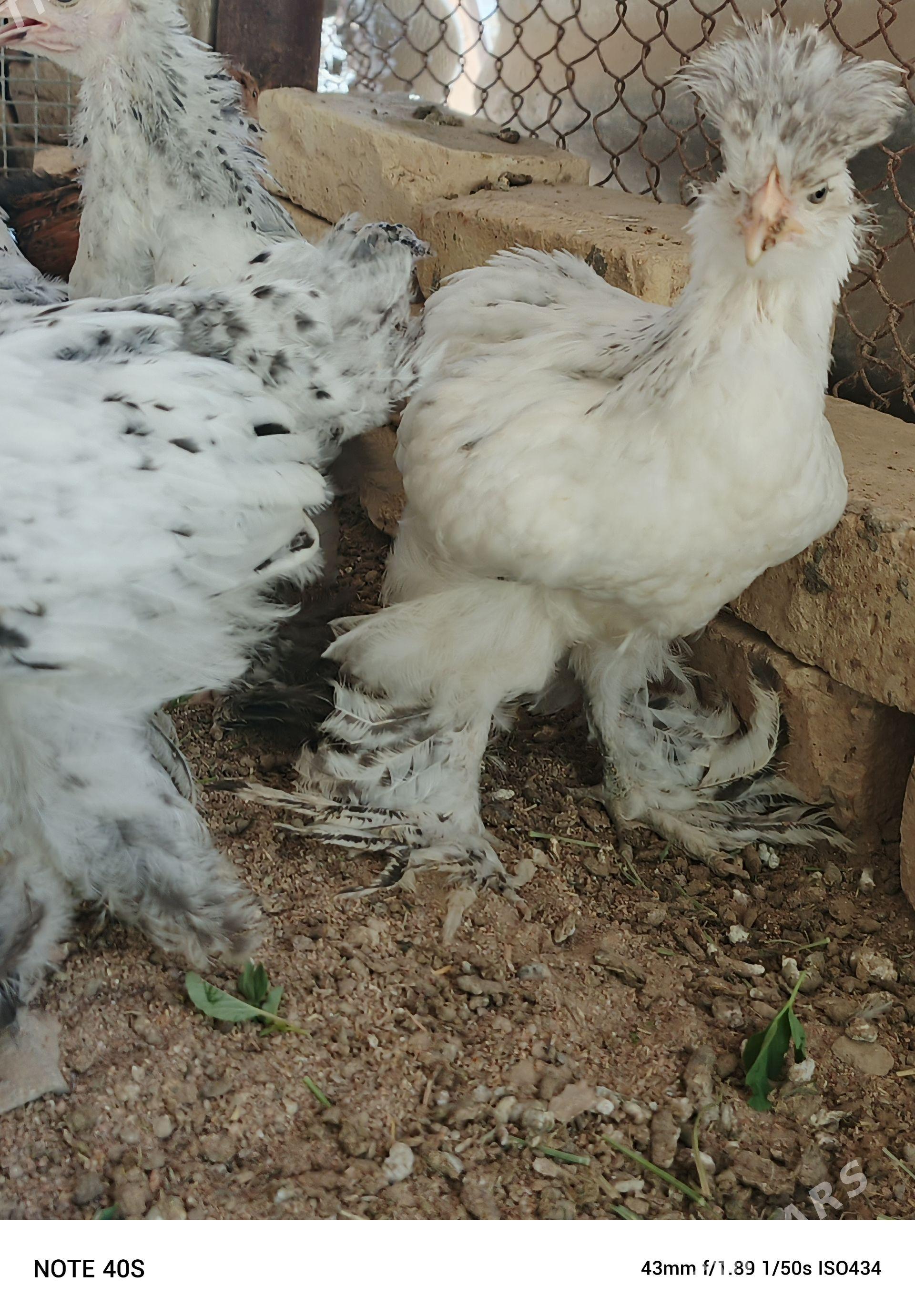 Arassa brama - Mary - img 1