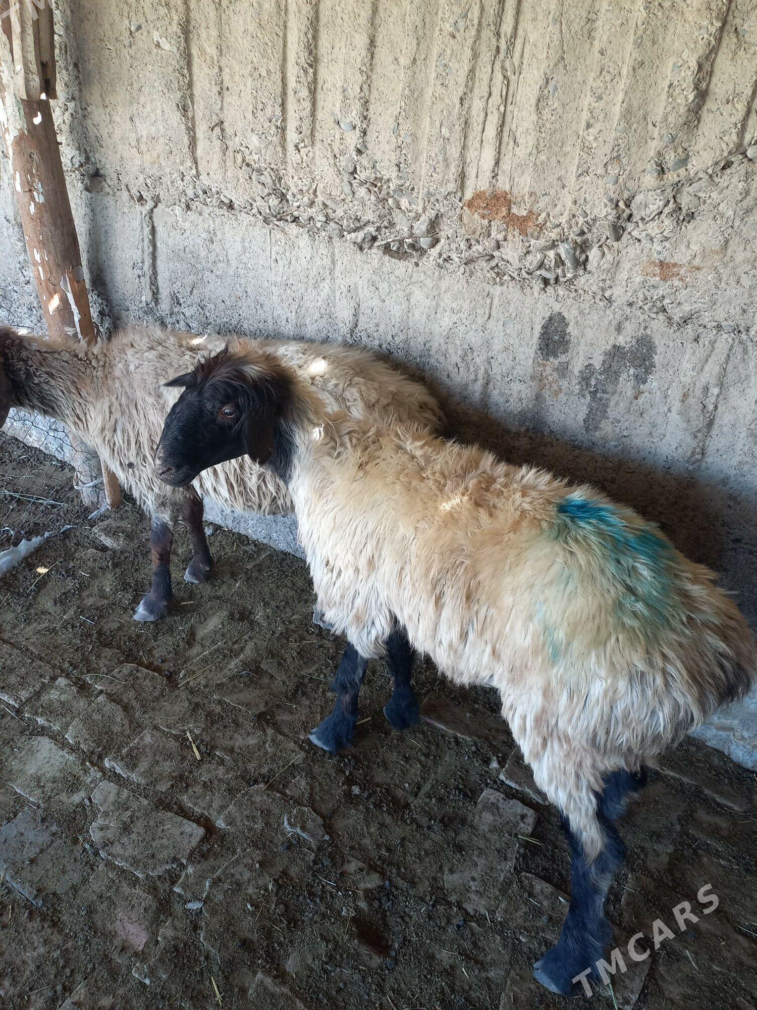 Goÿyn - Gökdepe - img 1
