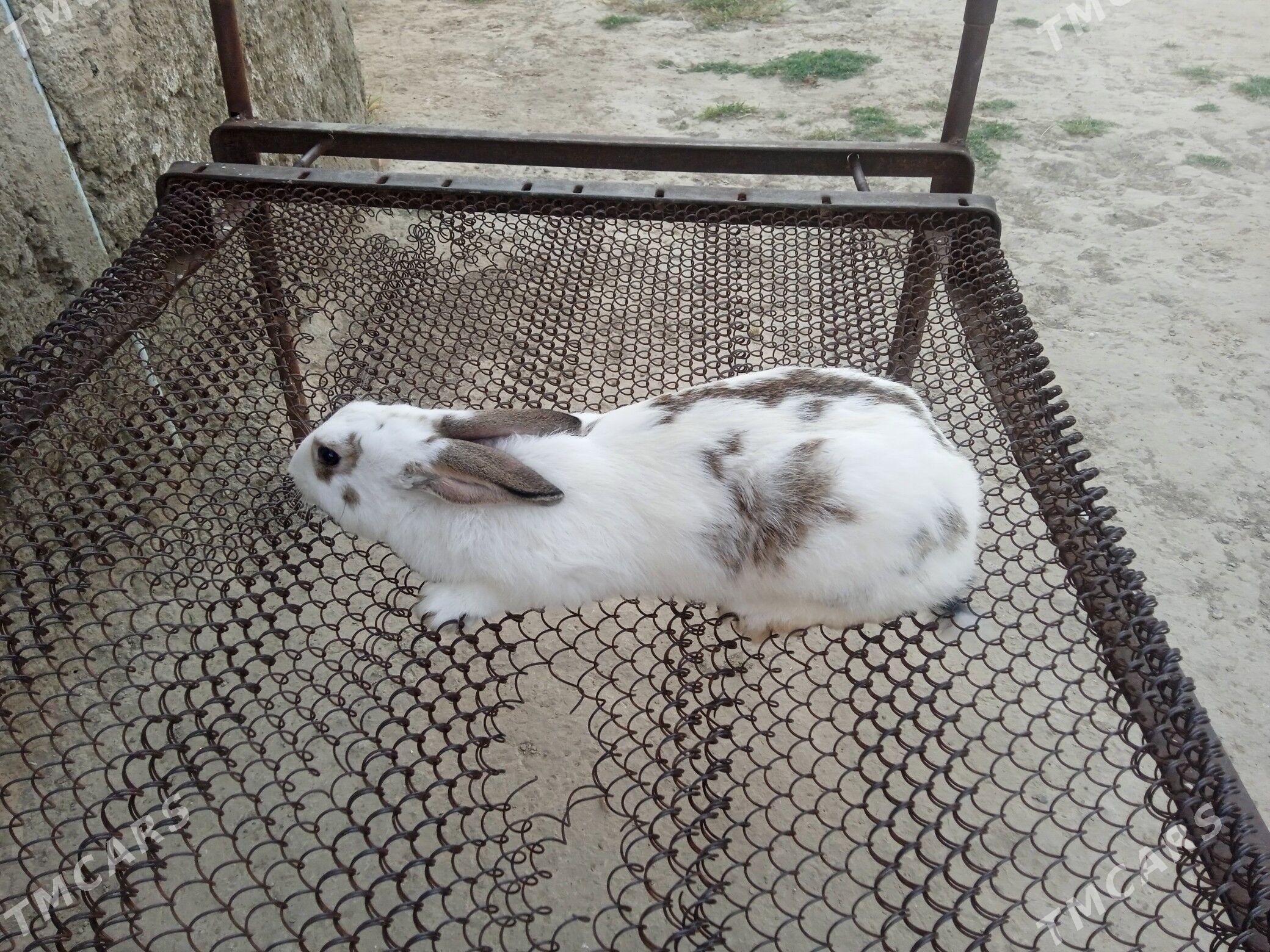 towşan - Magtymguly - img 1