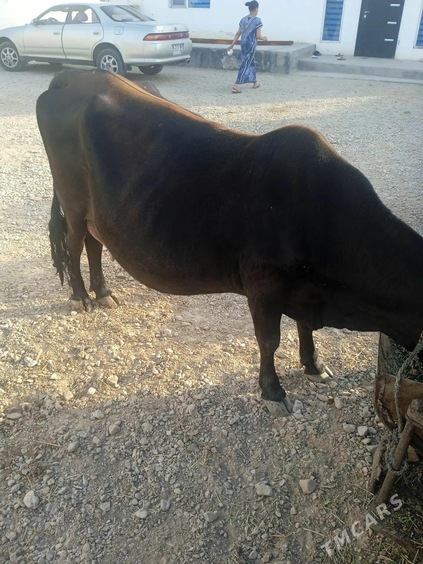 sygyr - Balkanabat - img 1
