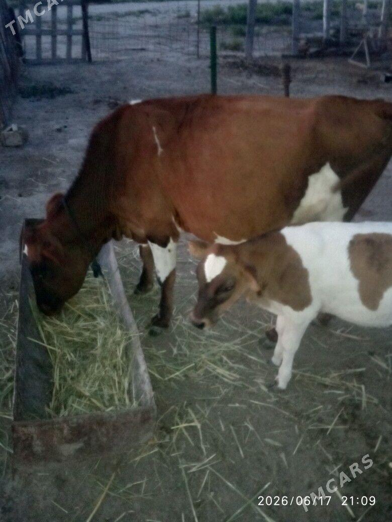Sygyr - Bereket - img 1