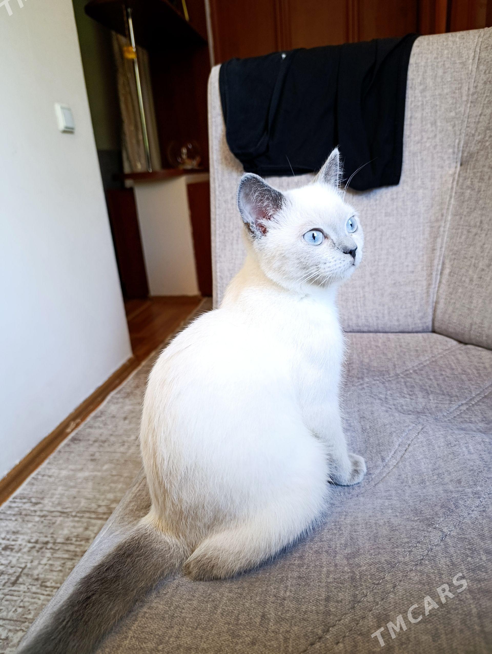 котенок блюпоинт - Ашхабад - img 1