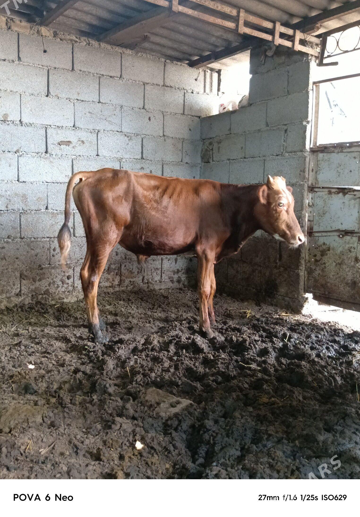 okiz - Aşgabat - img 1