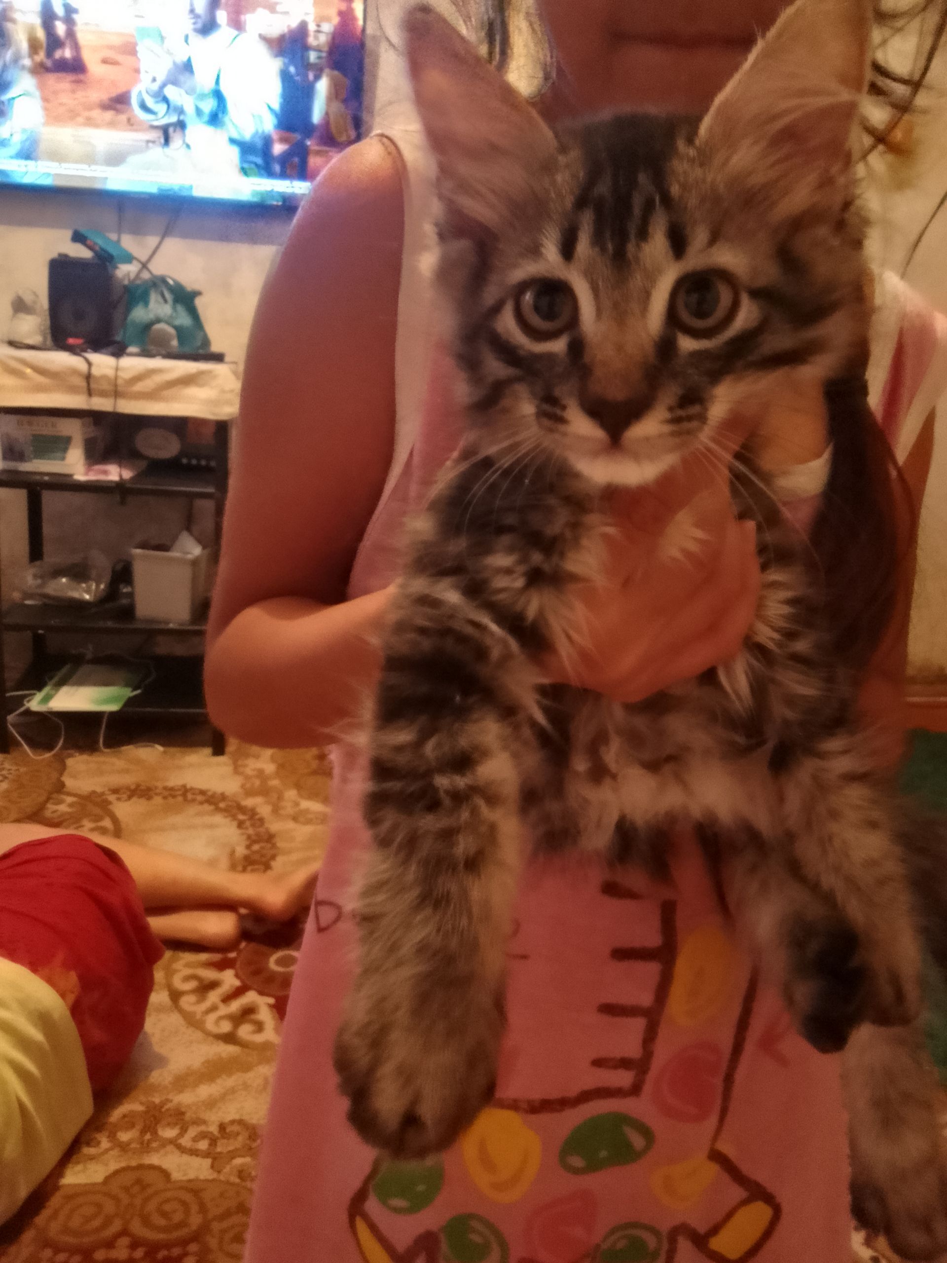 котята - Türkmenabat - img 1