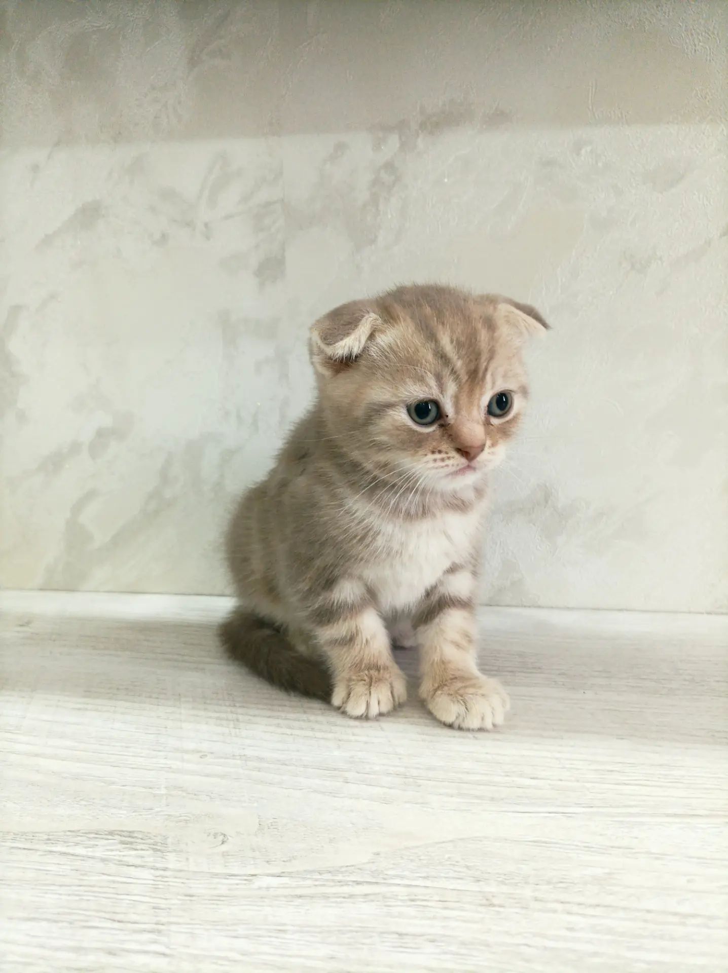 котята - Мары - img 1