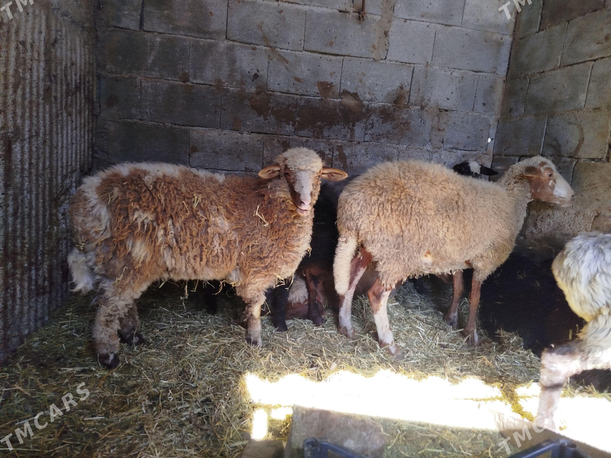 GUZULY GOÝYN - Aşgabat - img 1