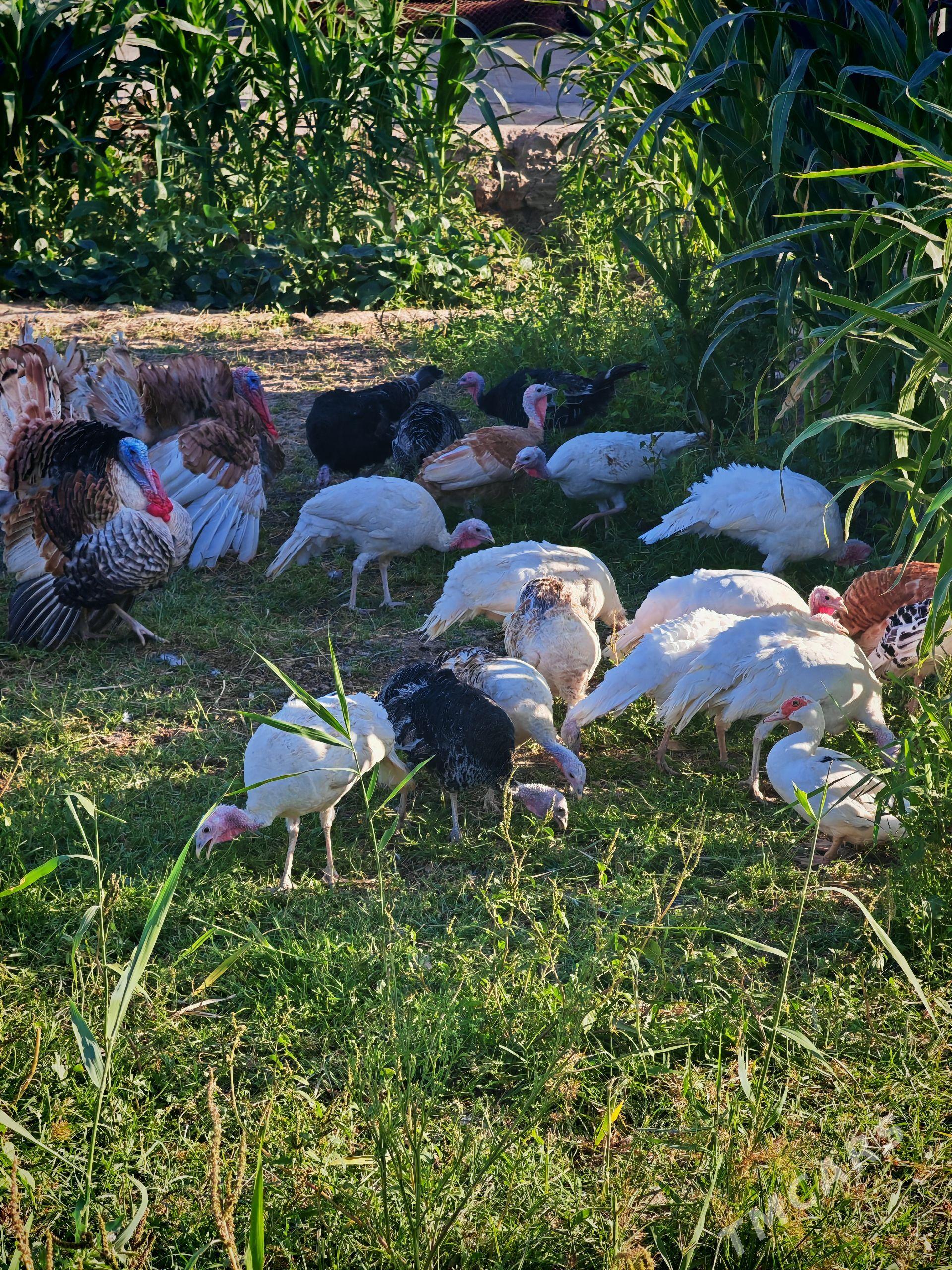 Induk Ýyl bolan - Murgap - img 1