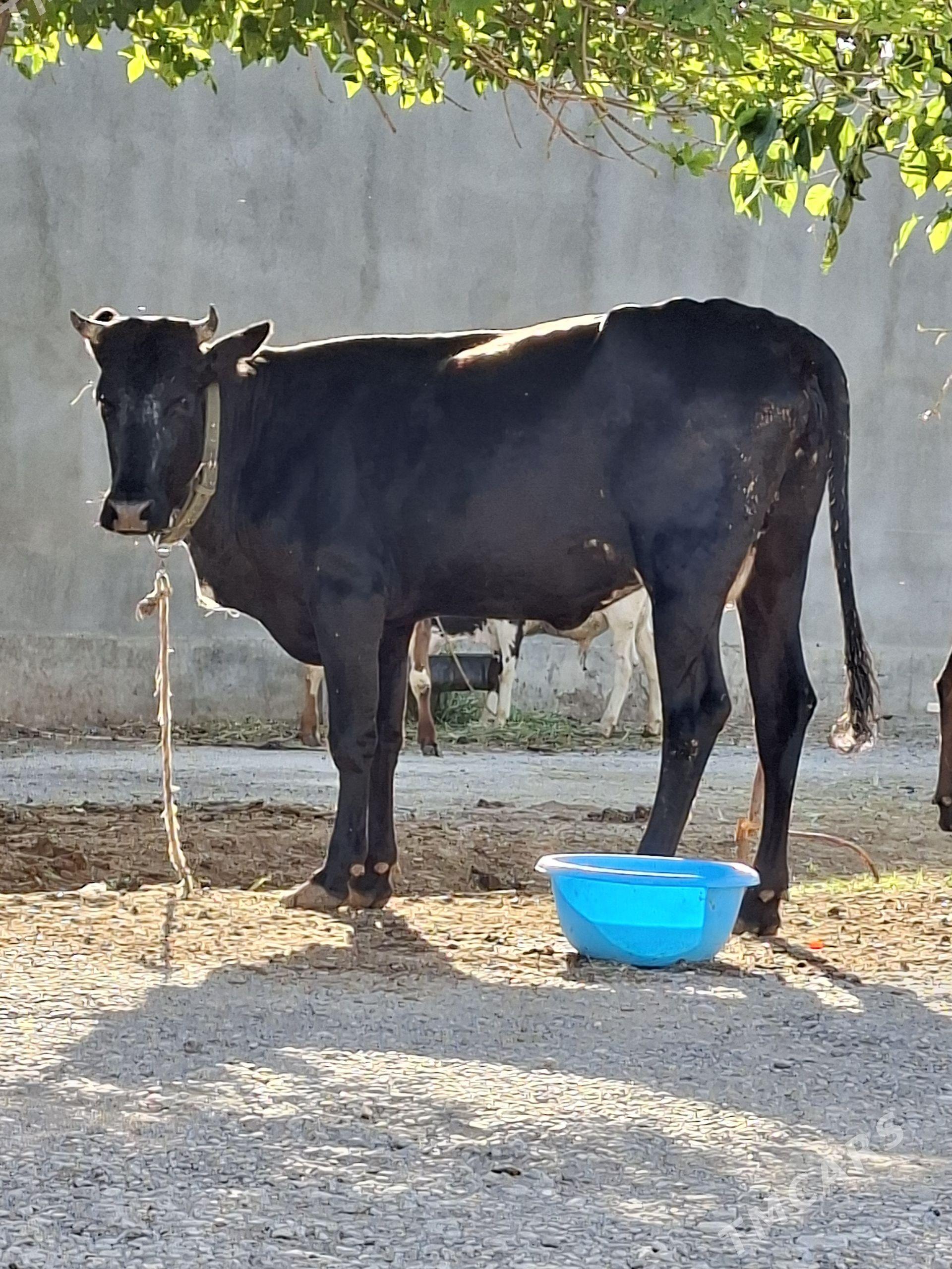 Sygyr bogaz - Gökdepe - img 1
