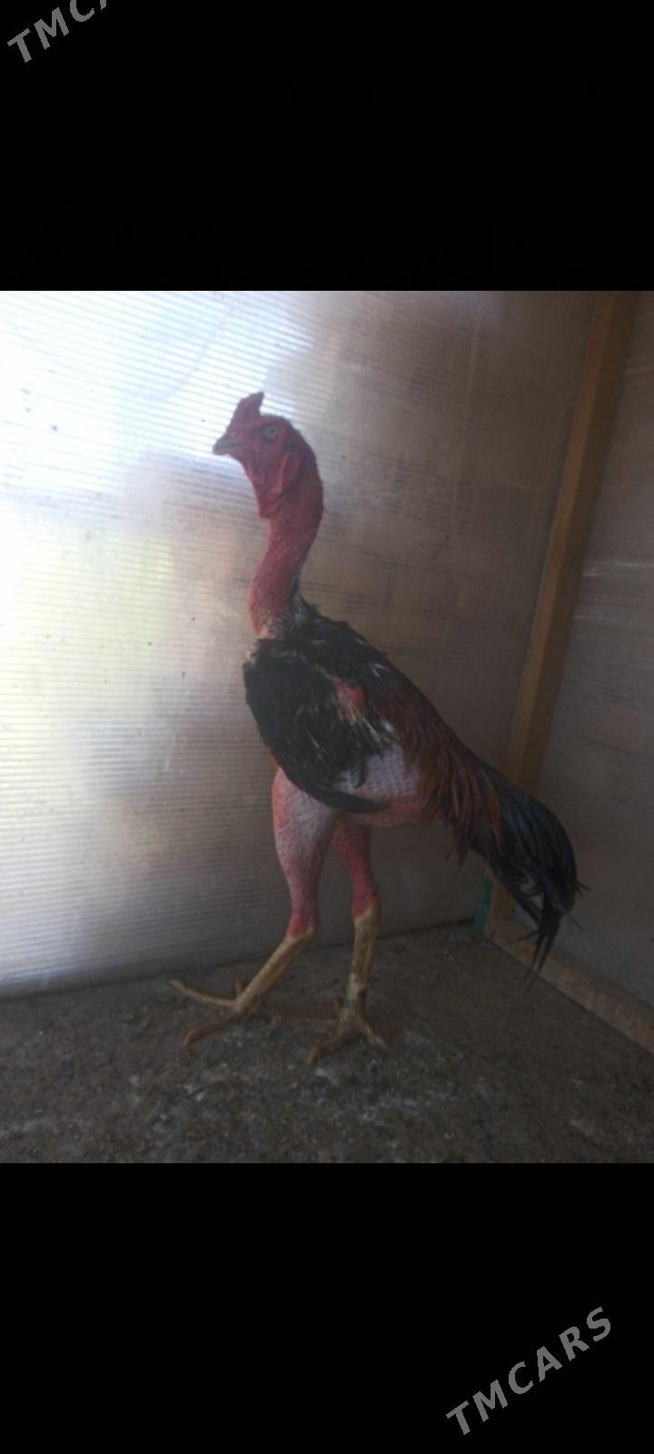Taşkent horaz - Кака - img 1