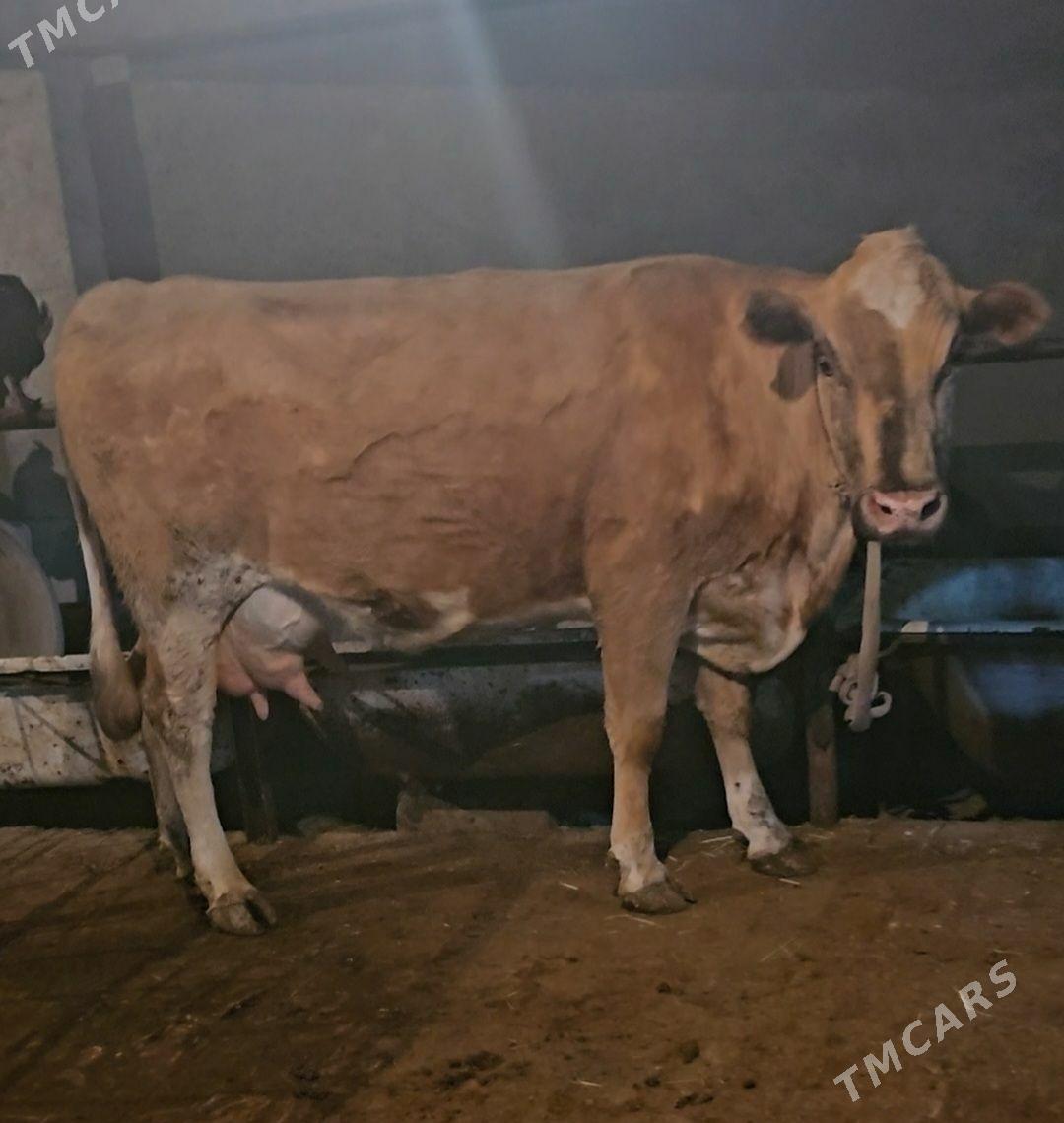 Suytli sygyr - Кака - img 1