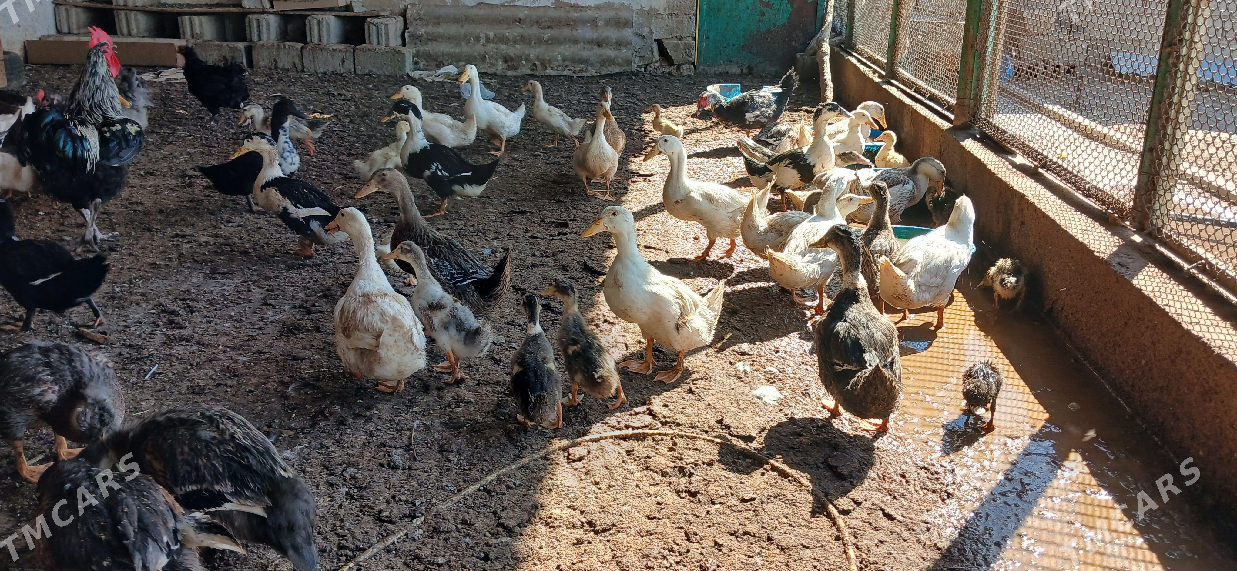 Ordek gak gak - Bagyr - img 1