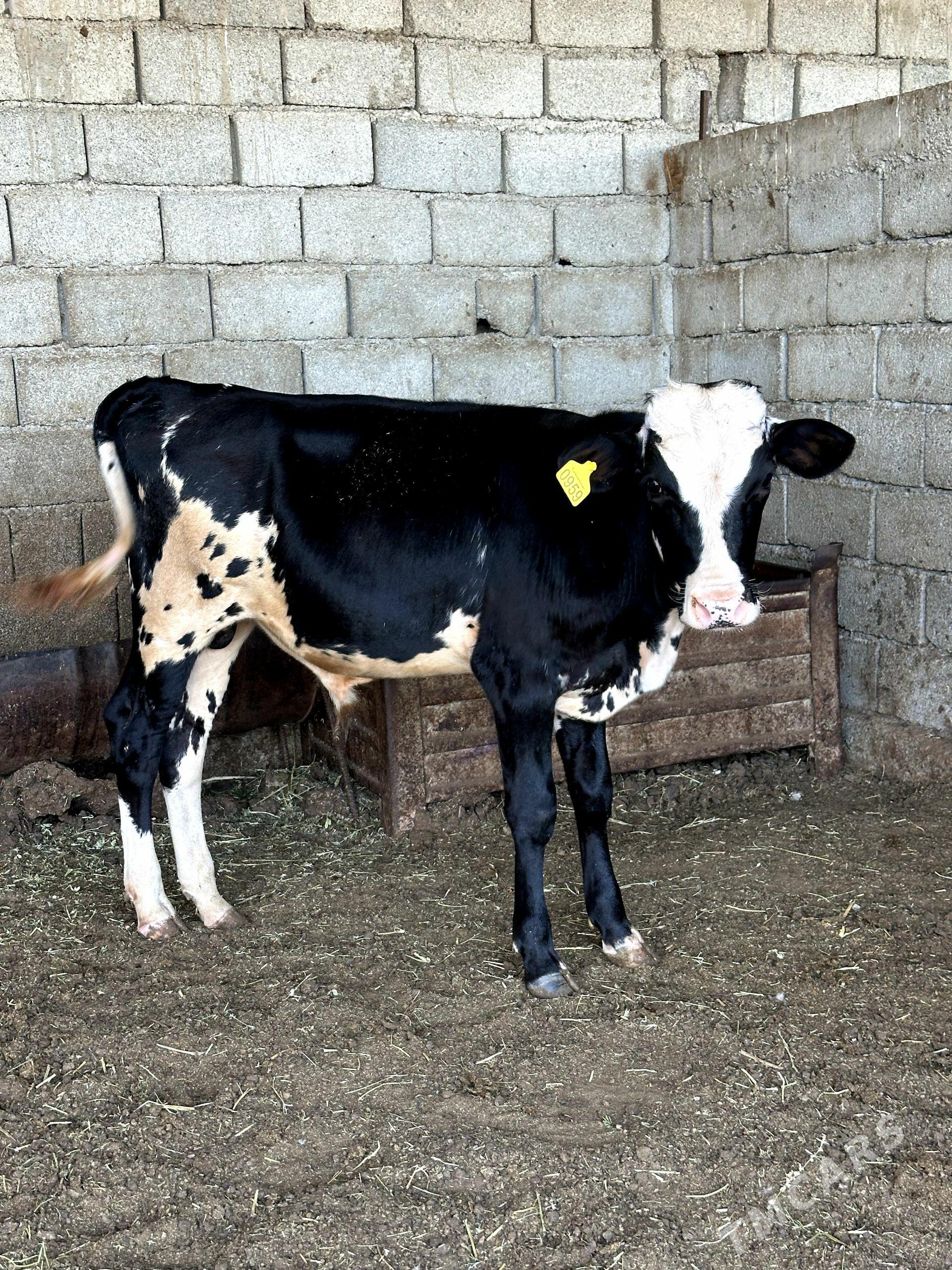 GARALA GALIŞDEÝIN ÖKÜZ - Gökdepe - img 1