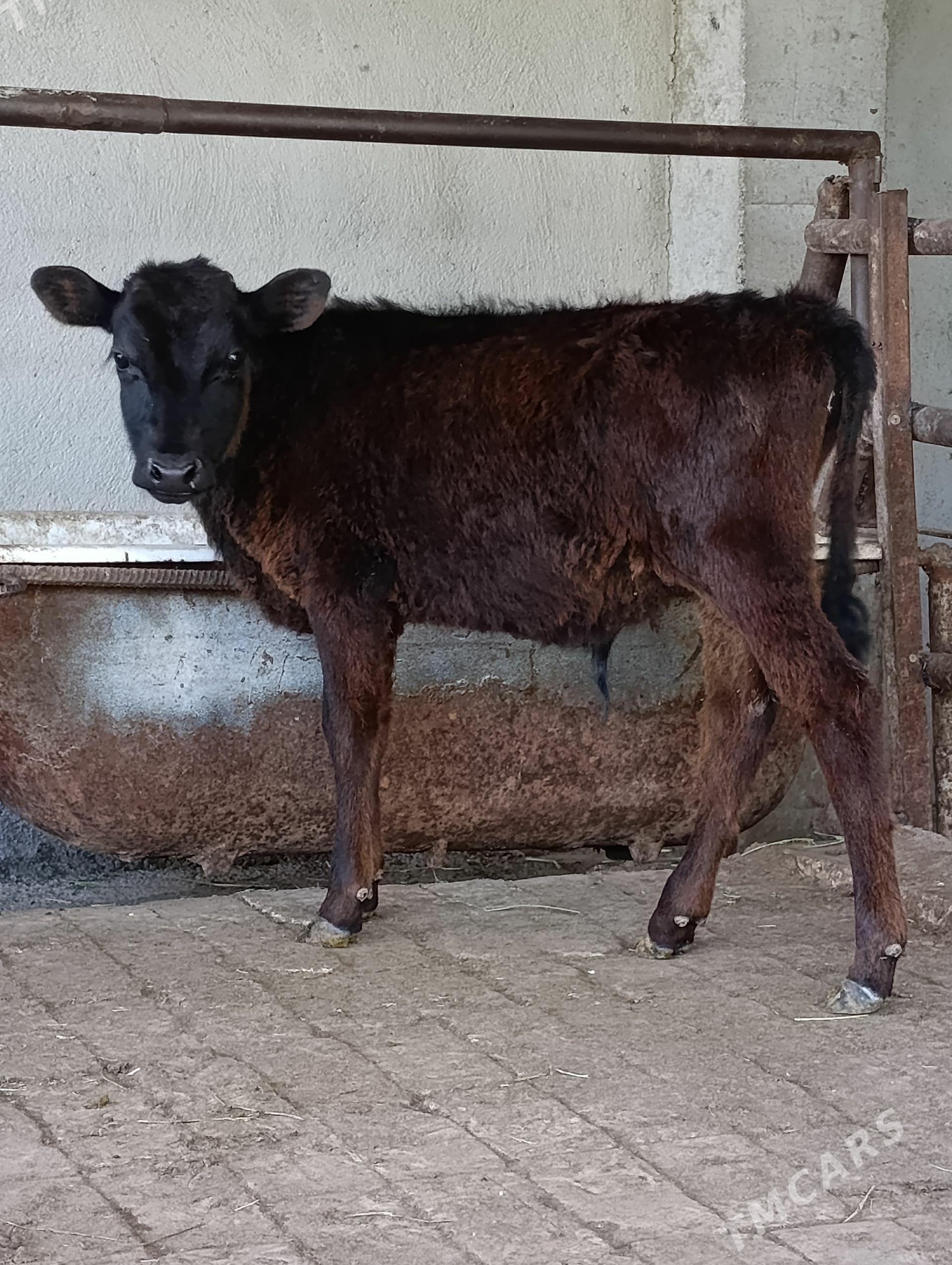 cornypiostr tohum okuz tuwe - Gökdepe - img 1