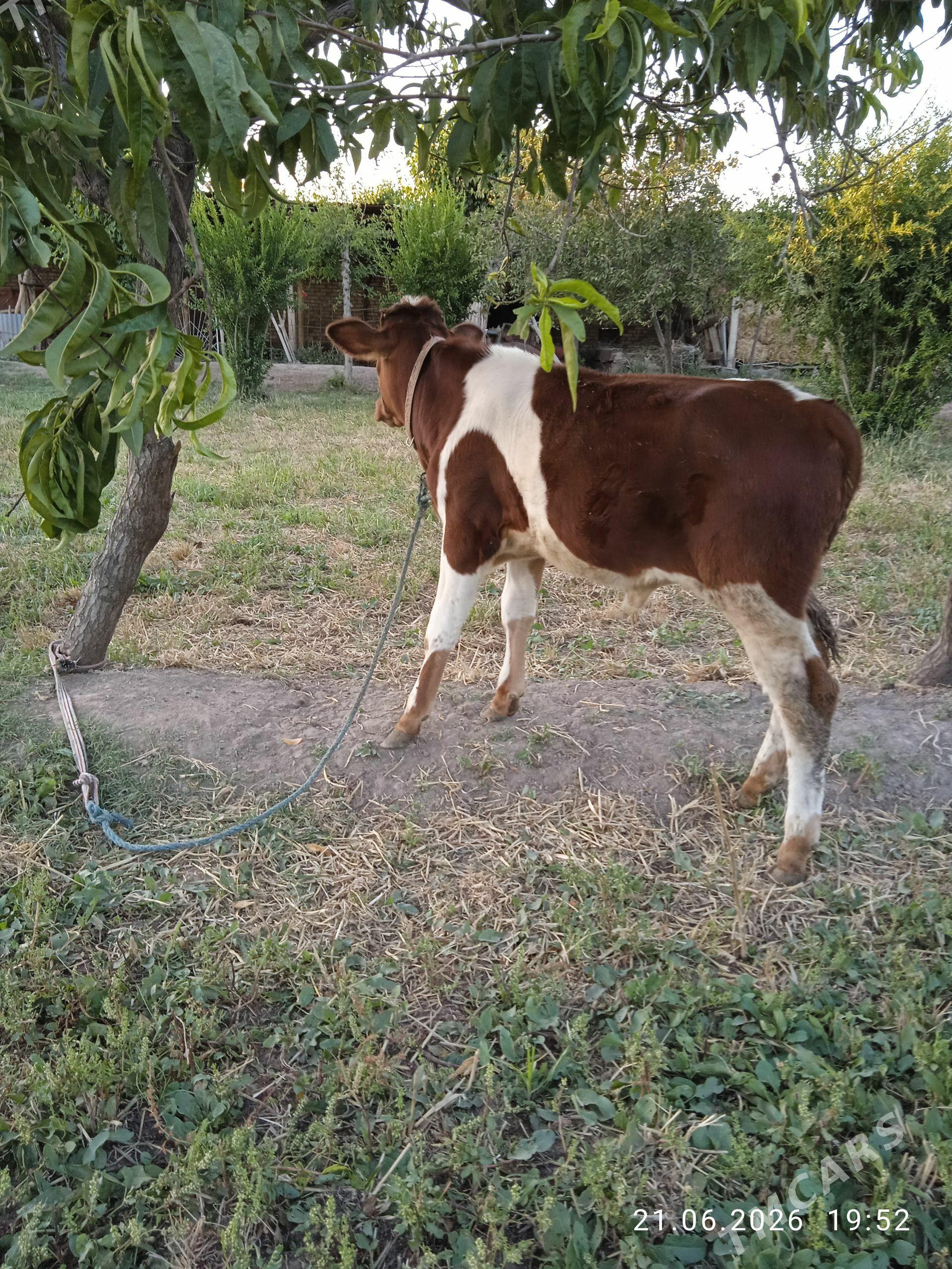Öküzçe - Sakar - img 1