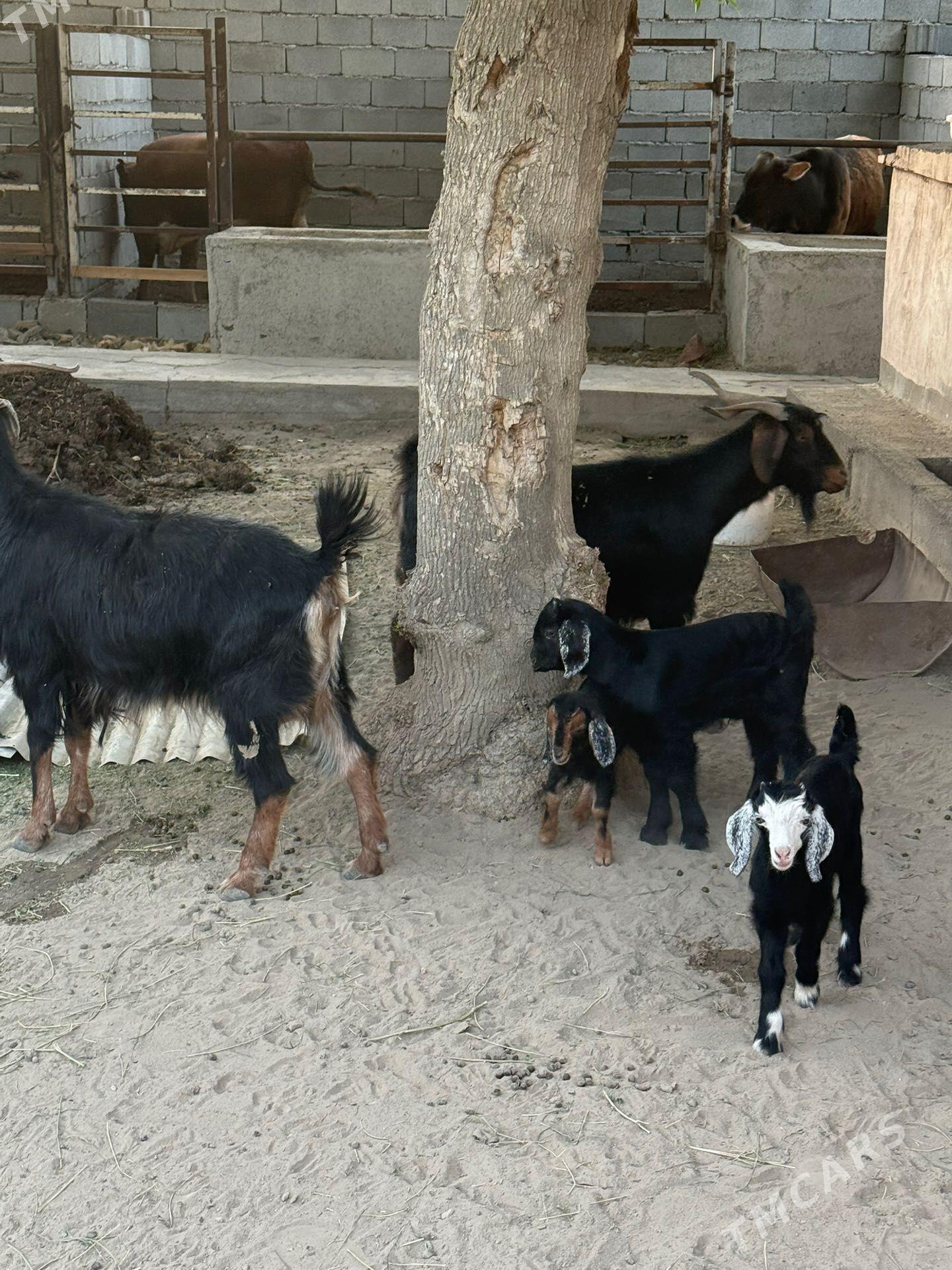 Geçiler - Bagyr - img 1
