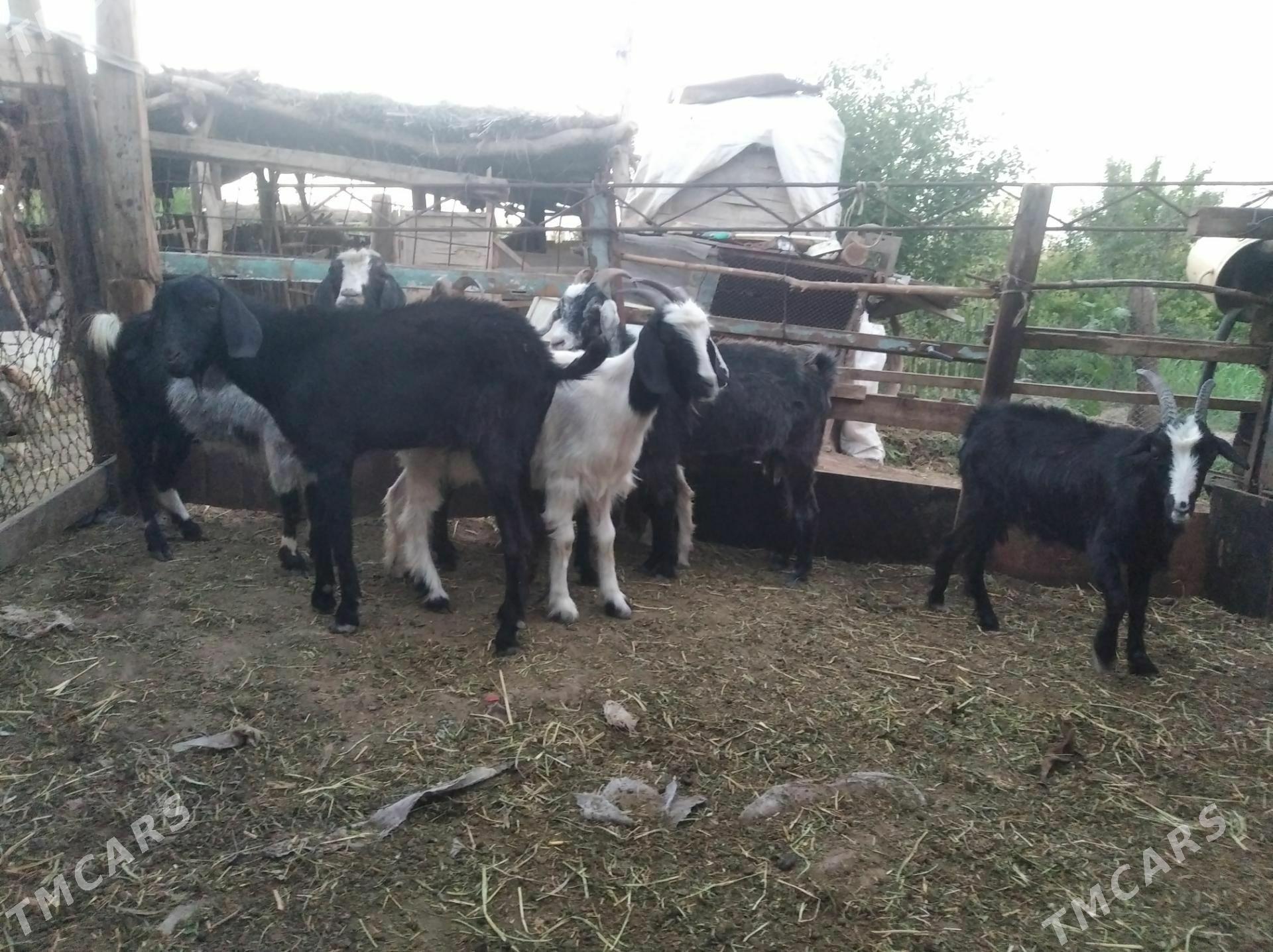 geçiler - Farap - img 1