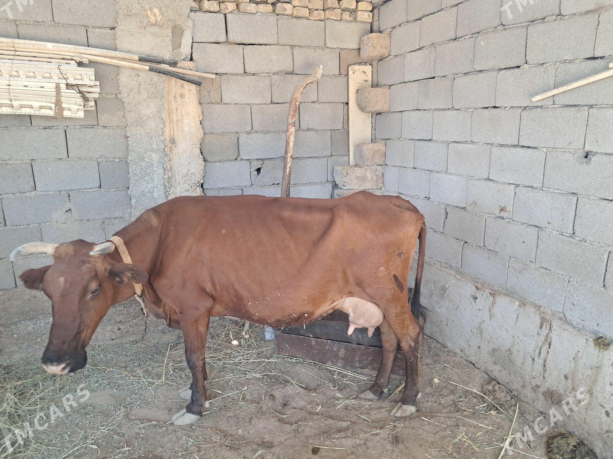 sygyr - Çoganly - img 1