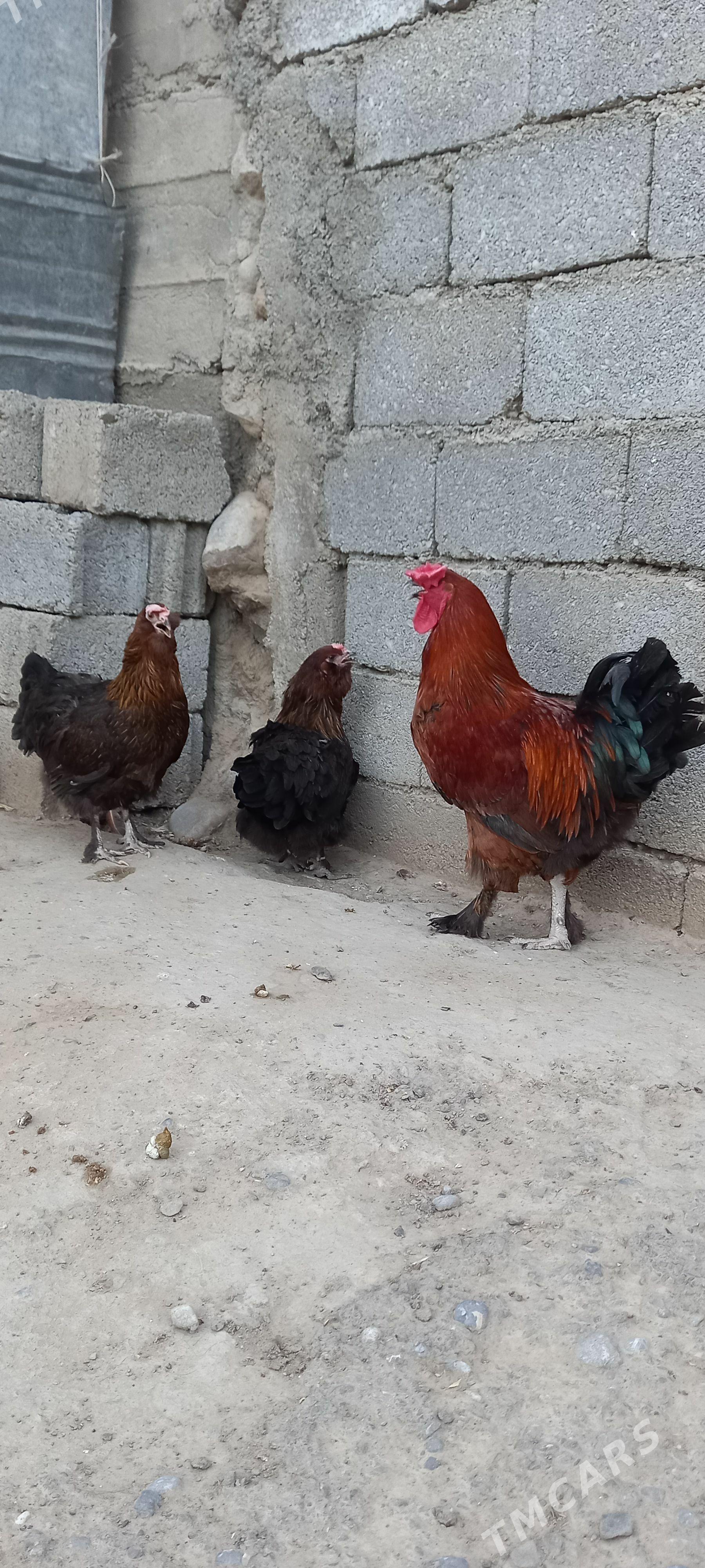 Daşyndan gelen poroda towuklar - Ашхабад - img 1