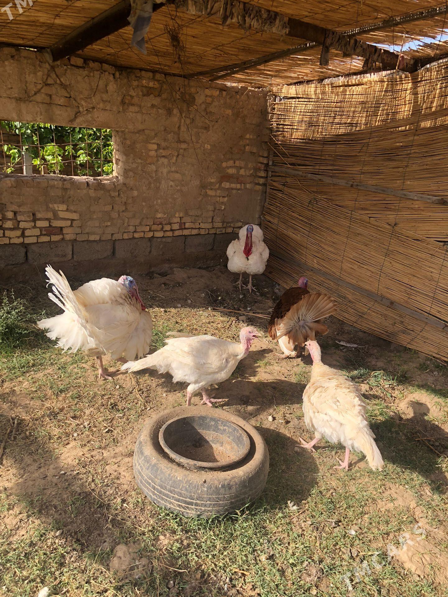 İnduk - Baýramaly - img 1