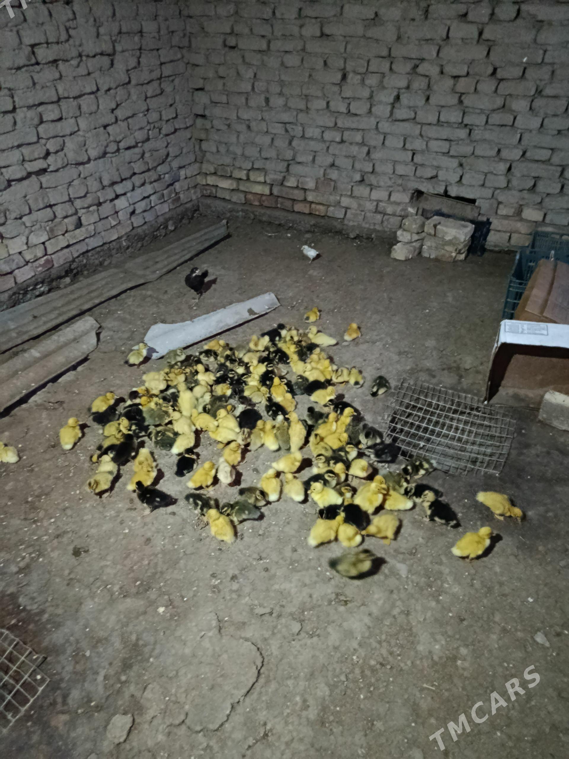 ýaşylbaş ördek jüýje gak gak - Murgap - img 1