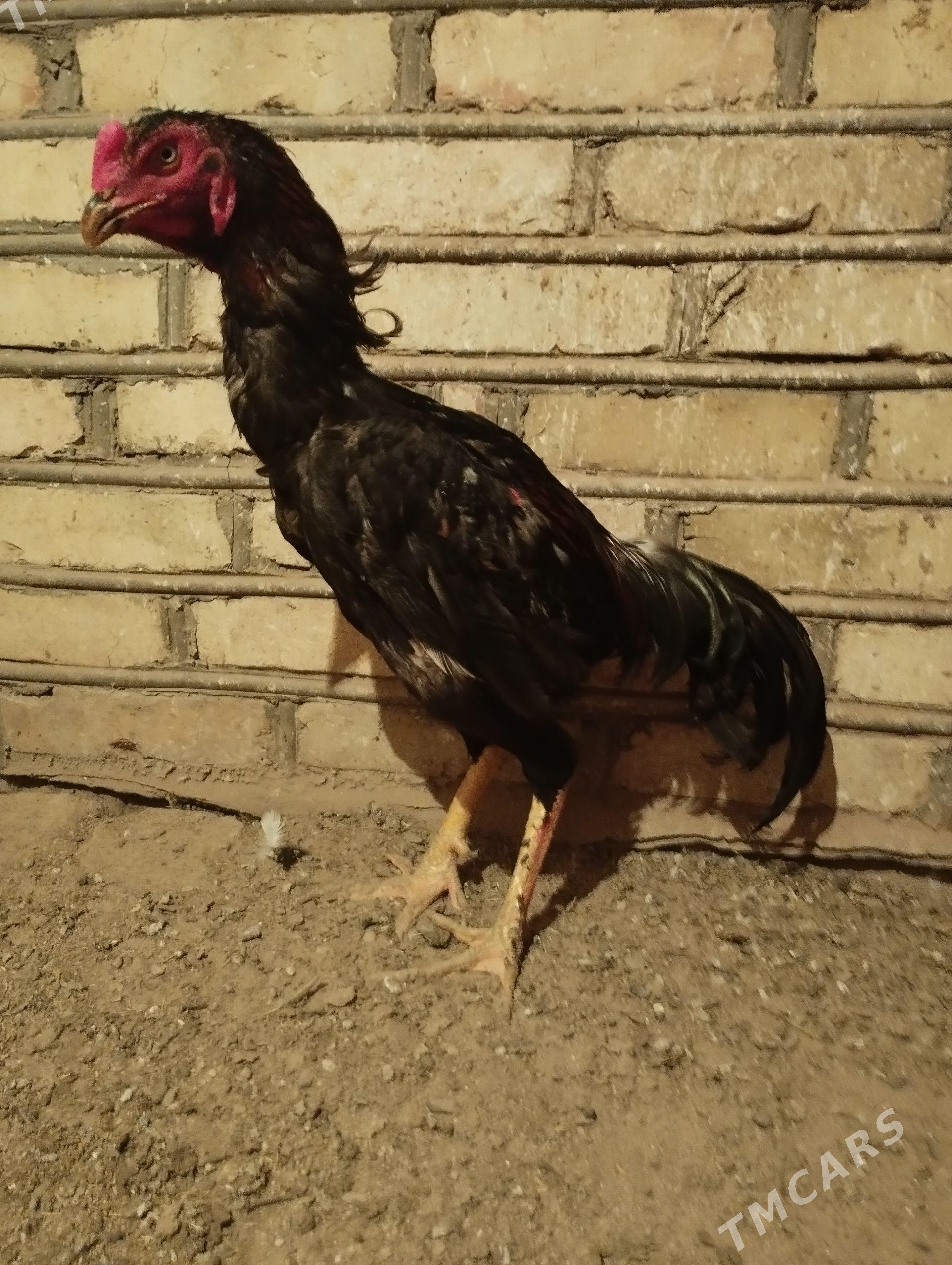baysow horaz - Мары - img 1