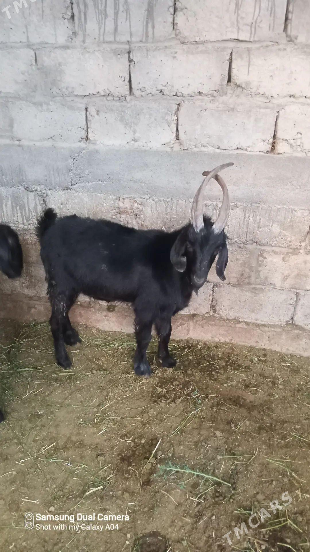 geci - Gökdepe - img 1