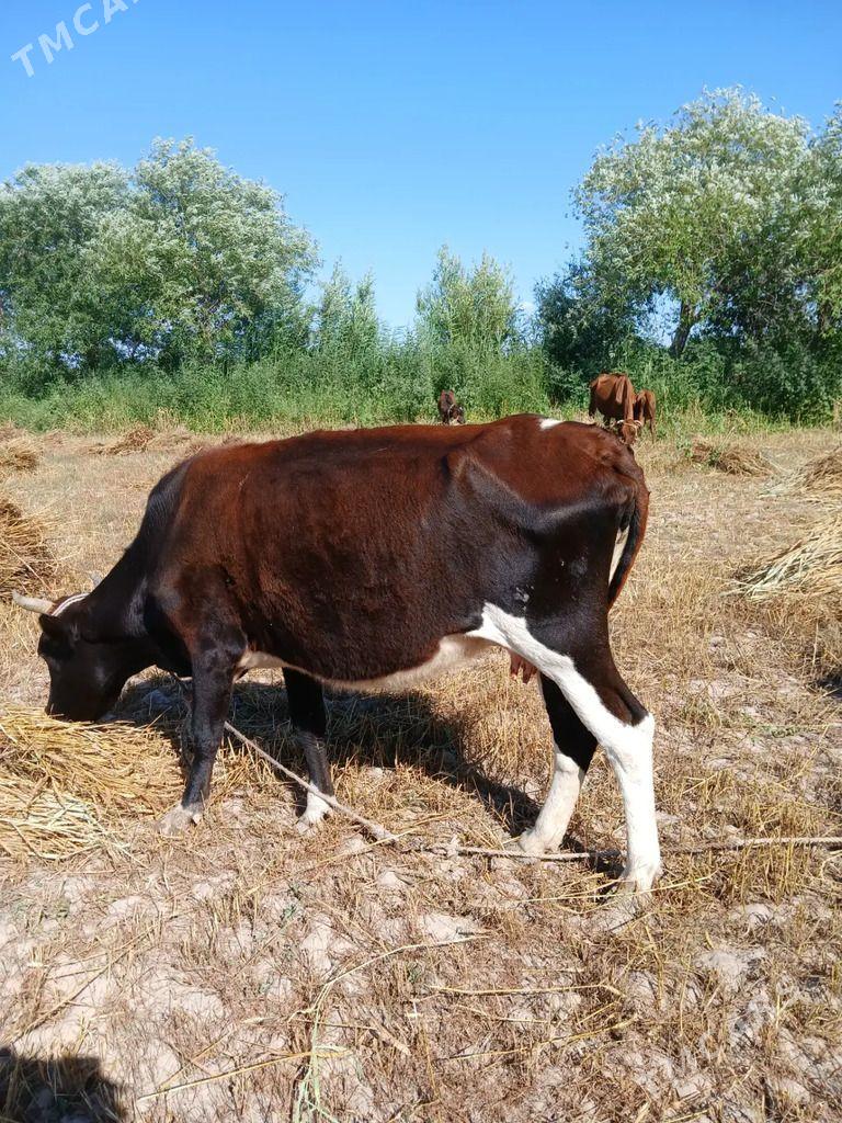 goleli sygyrlar - Гурбансолтан Едже - img 1