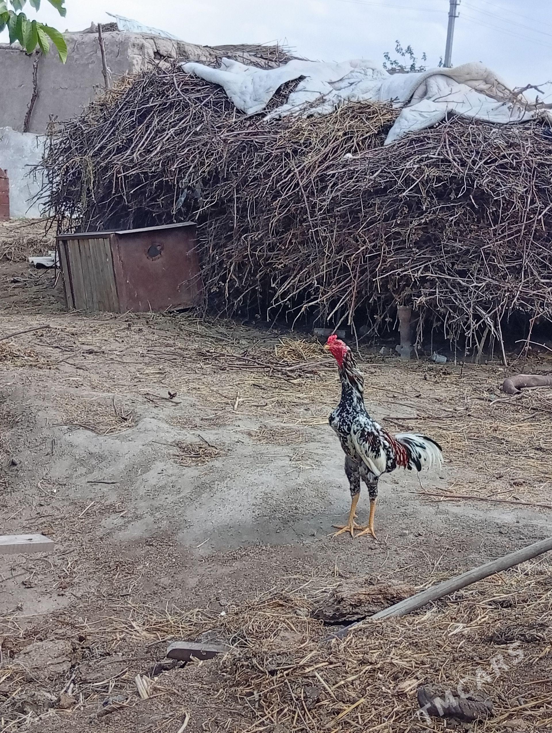 ala horaz - Farap - img 1