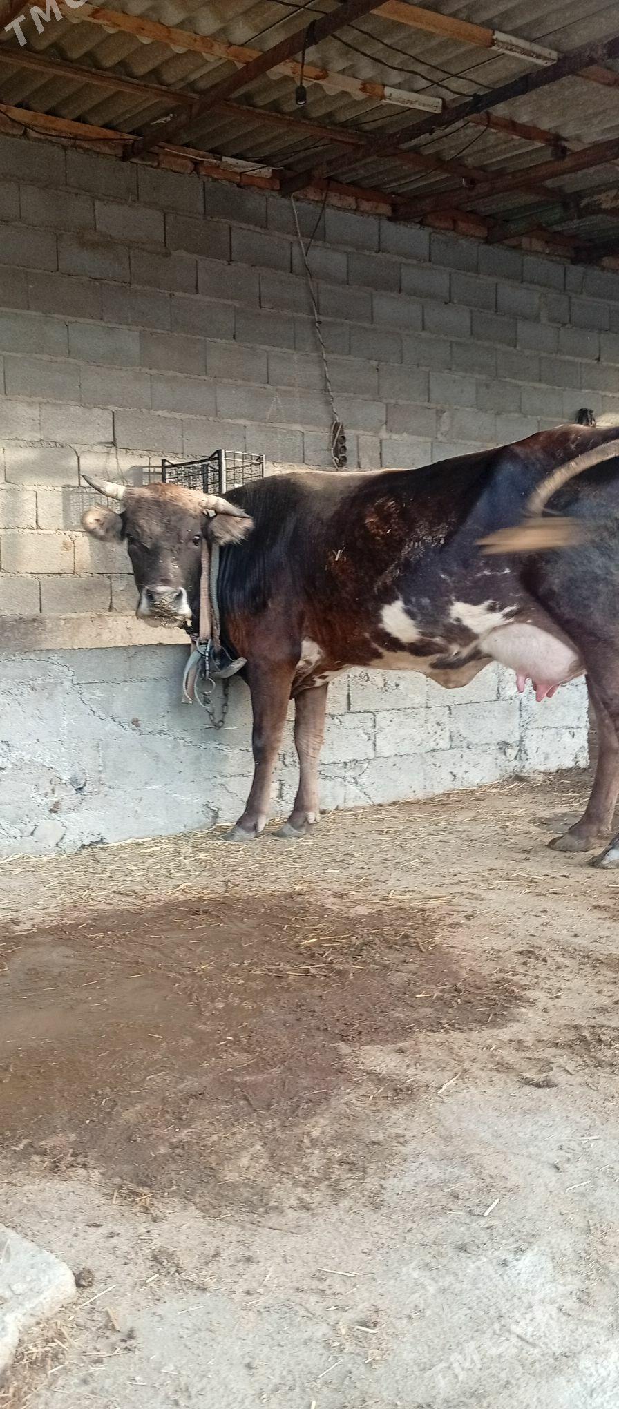2 sany bogaz sagylyan sygyr - Бахарден - img 1
