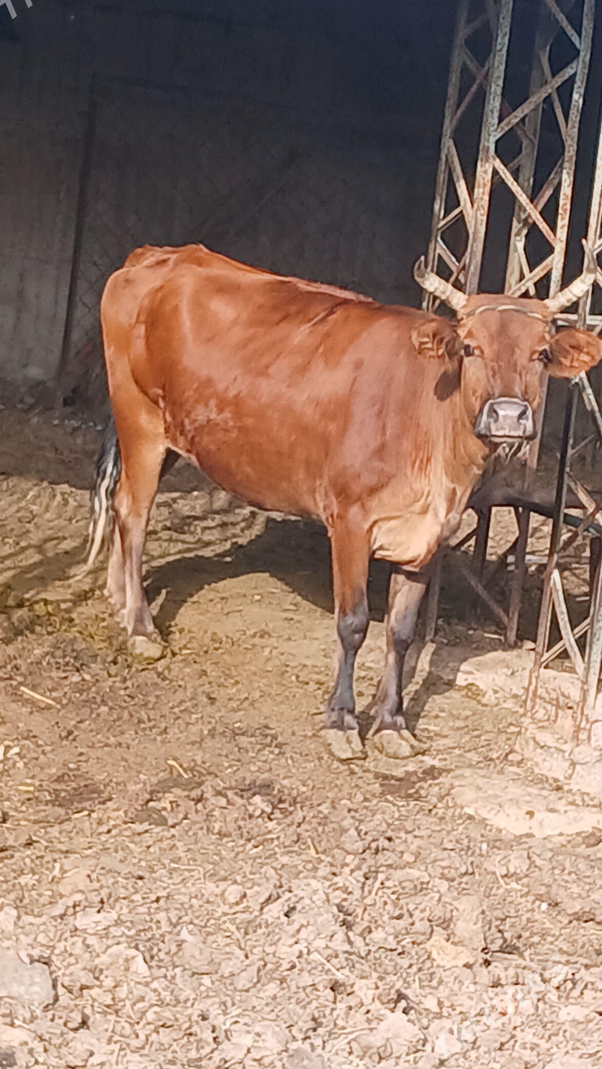 Sygyr bogaz - Ýalkym - img 1