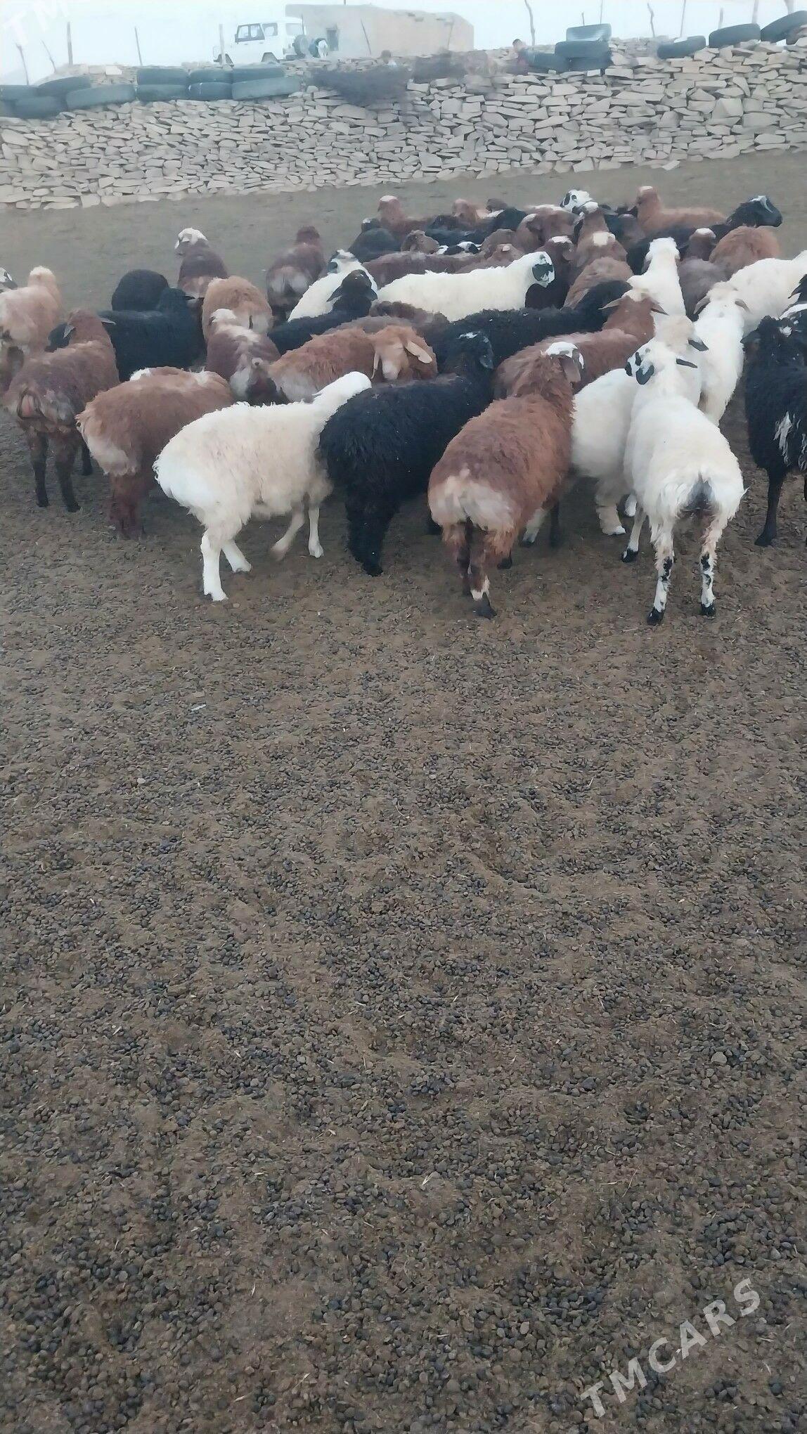 berre - Bäherden - img 1