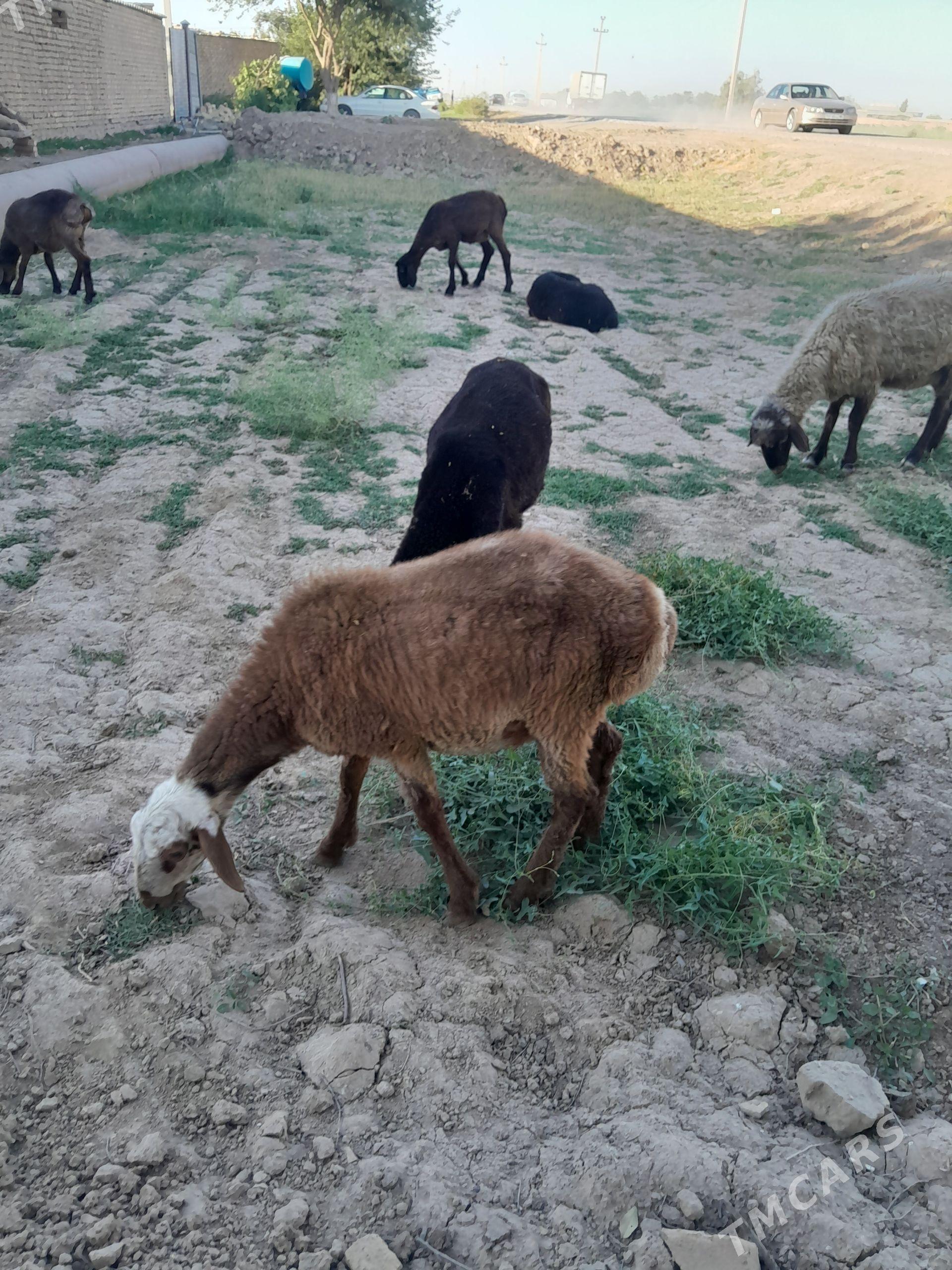 Bere toklylar - Wekilbazar - img 1