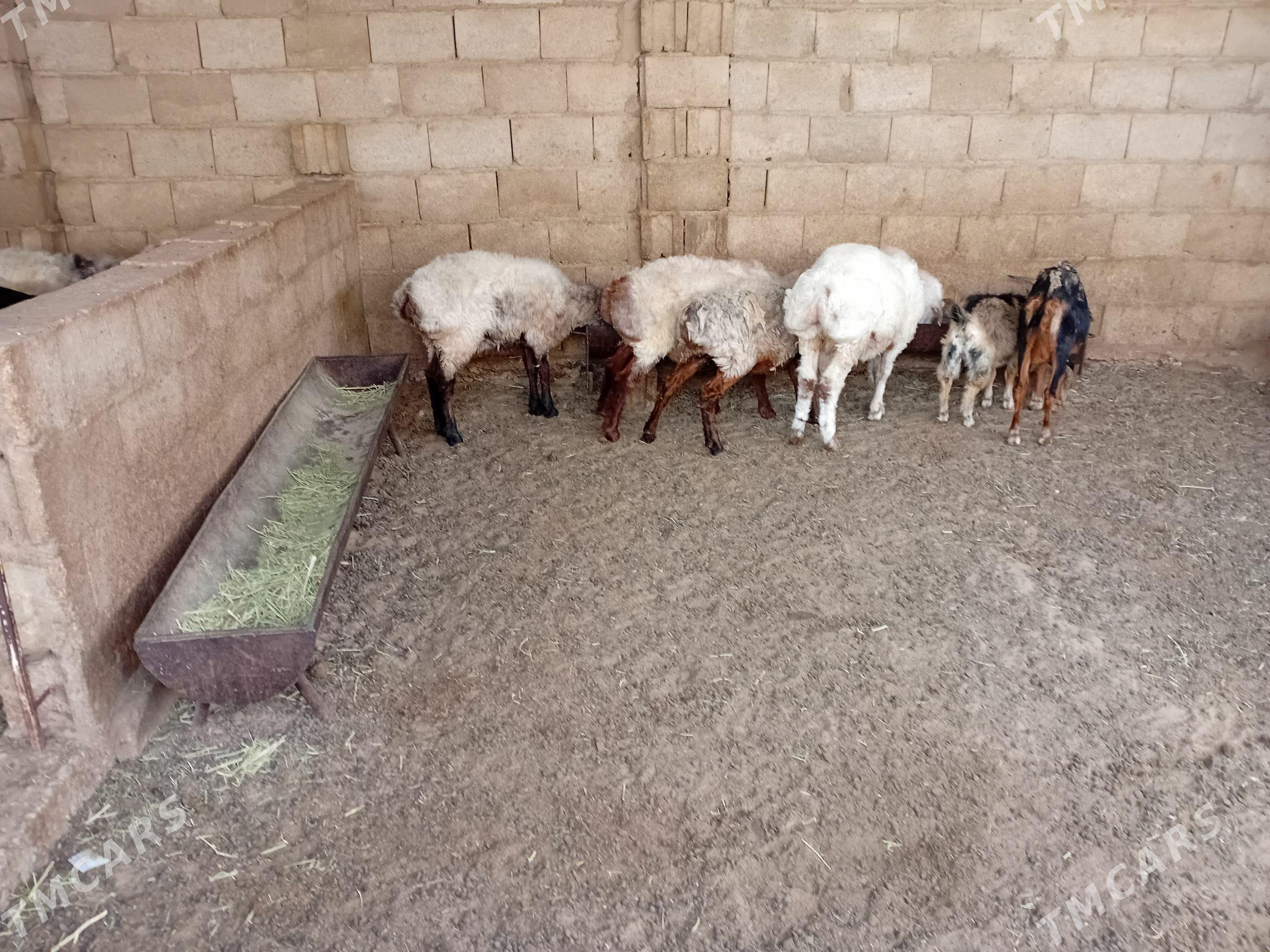 Işşek we geci - Balkanabat - img 1