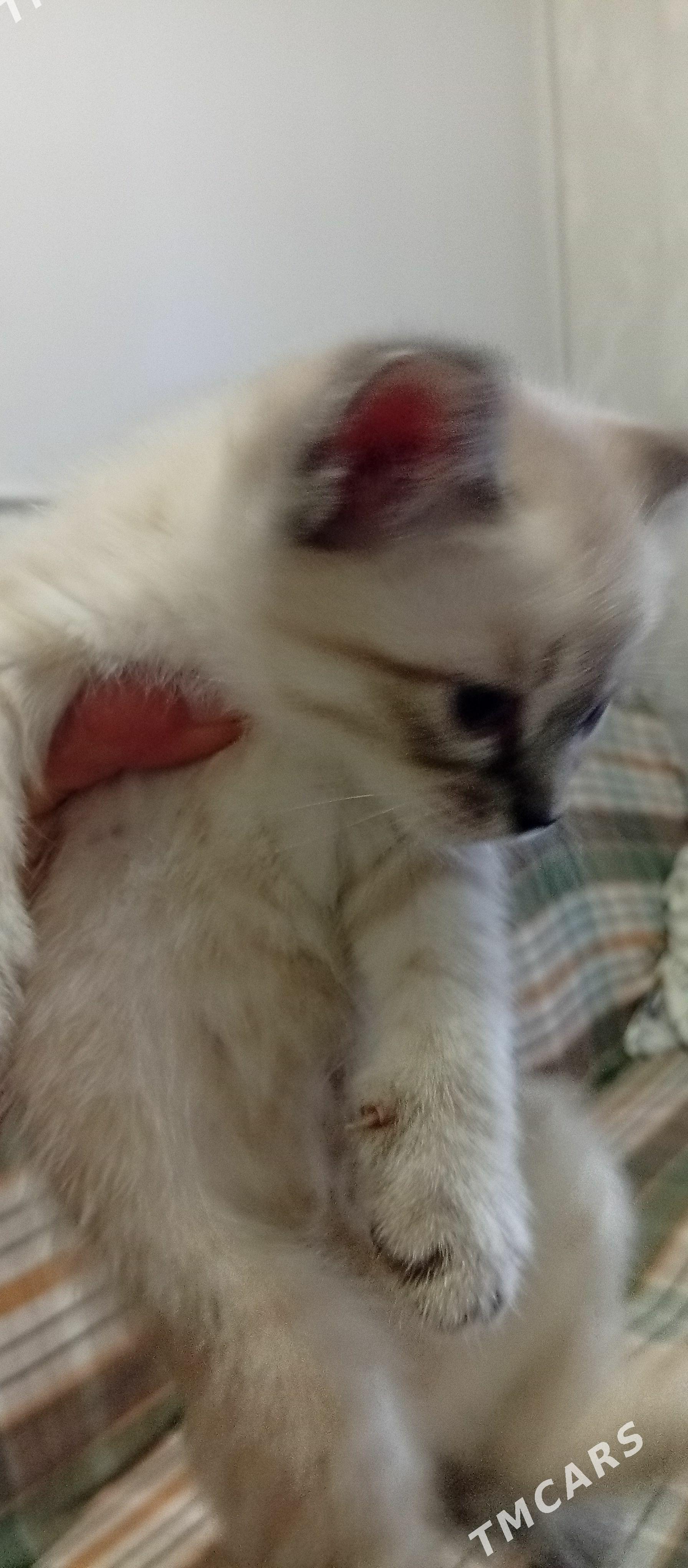 котята - Мары - img 1