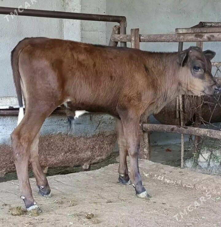 ÖKÜZCE - Gökdepe - img 1