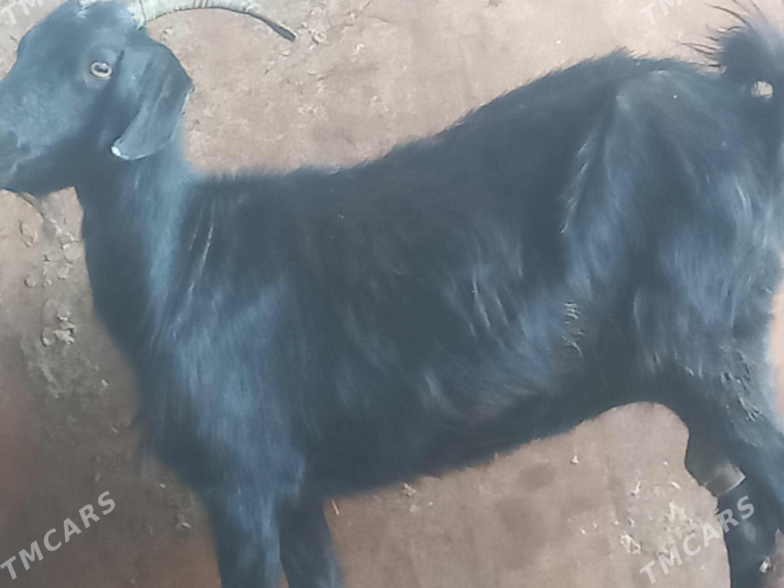 geci - Гумдаг - img 1