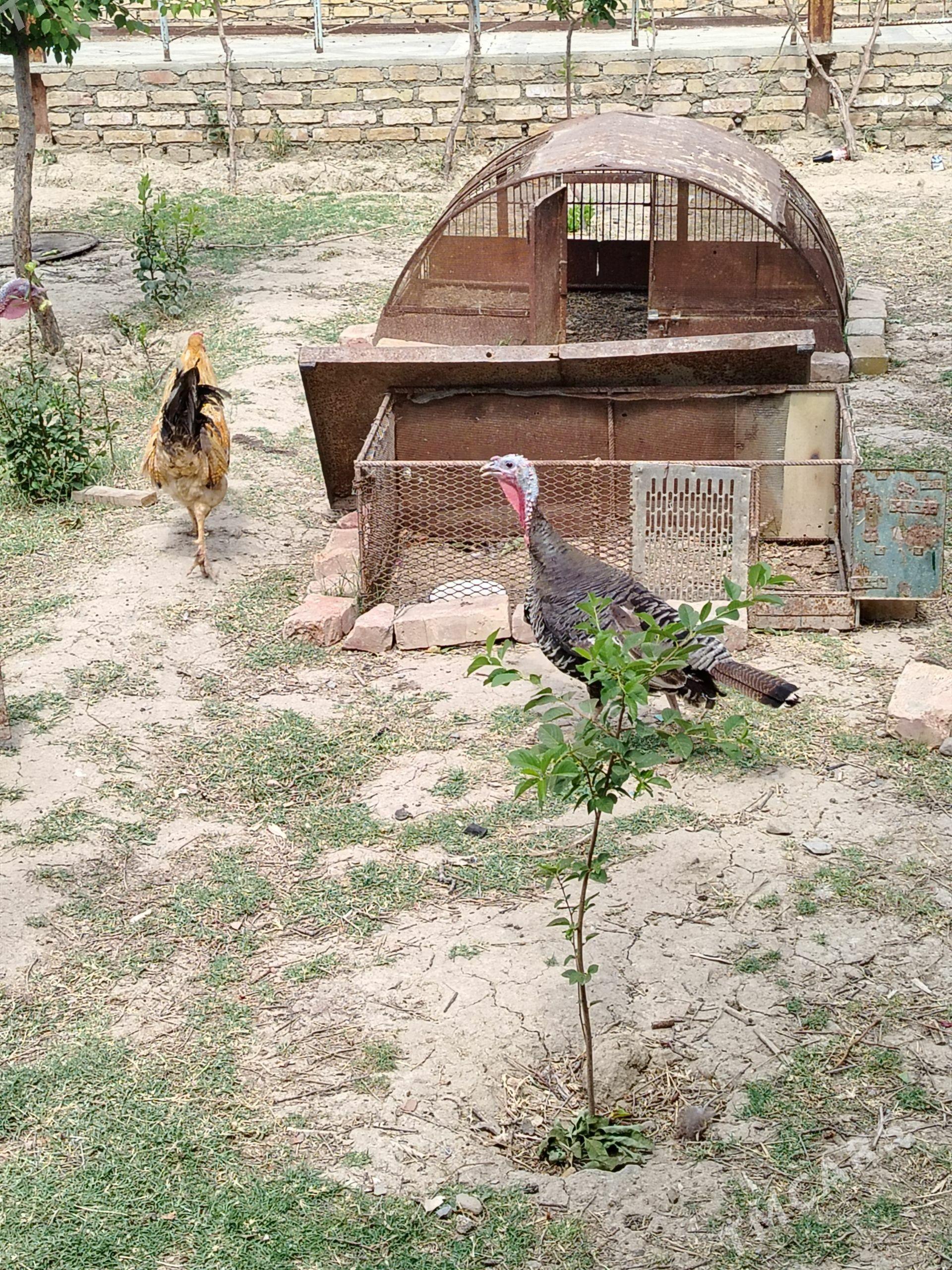 induk - Bereket - img 1