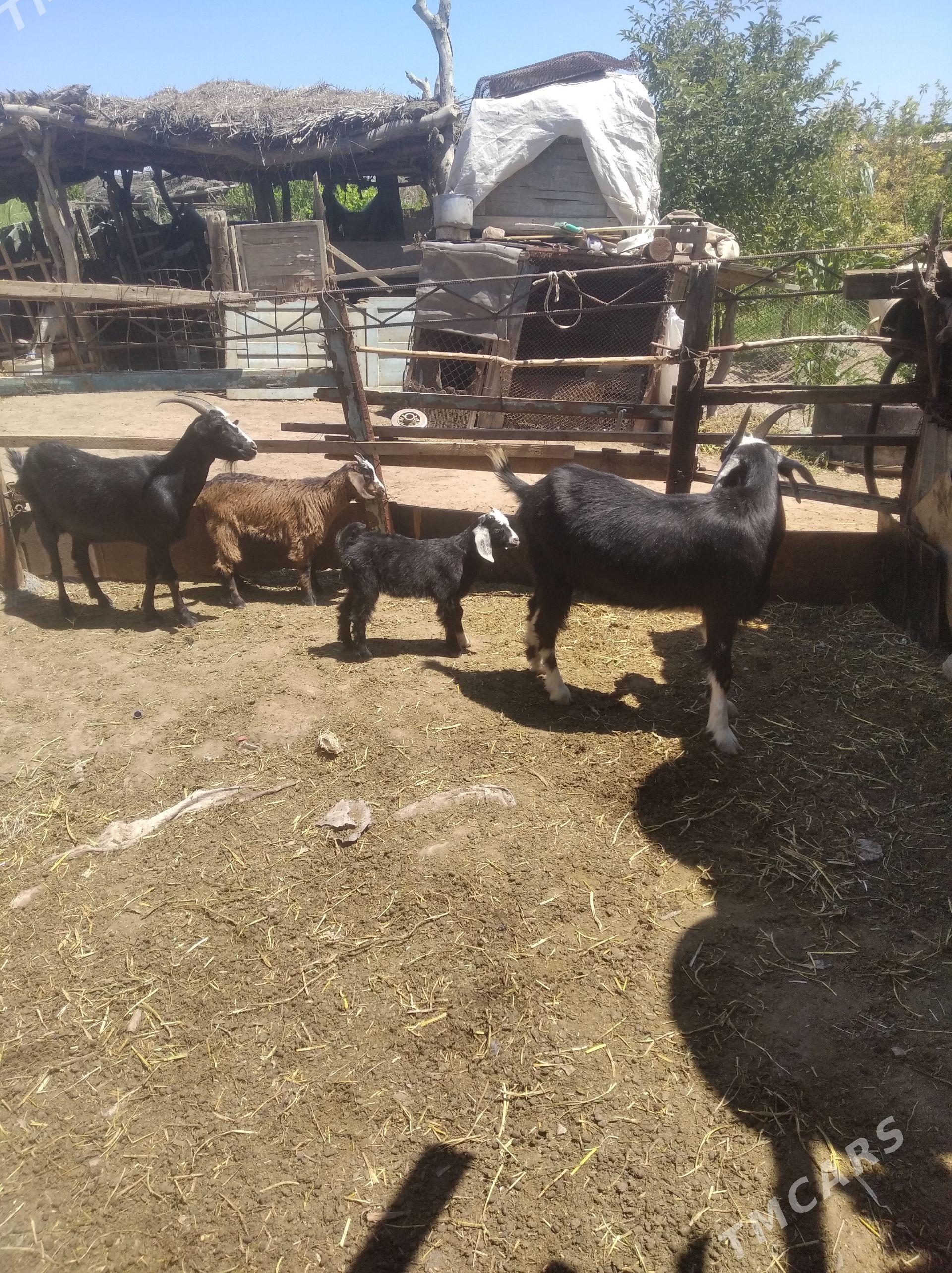 owlakly geçiler - Farap - img 1