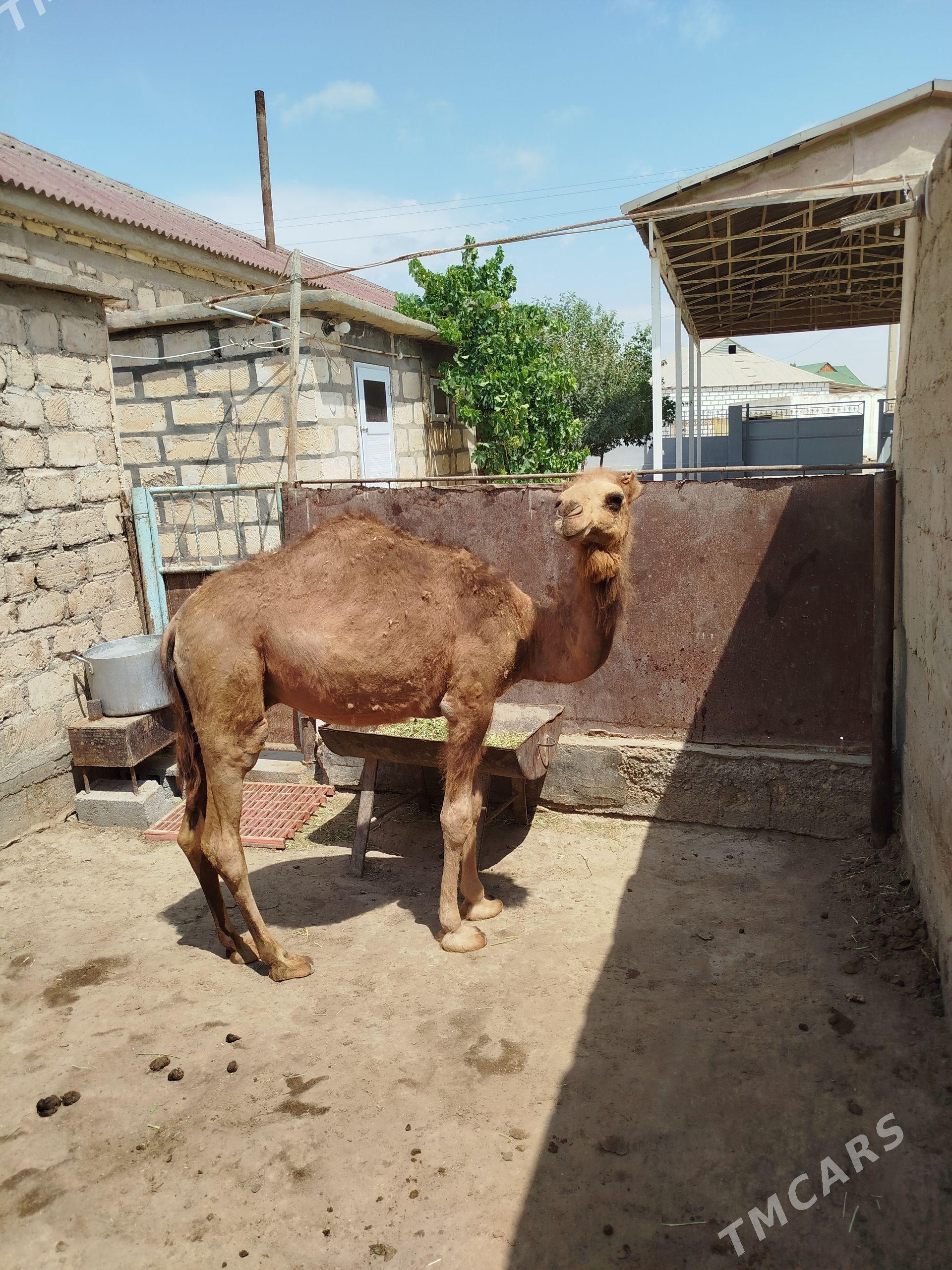 Ogşyk - Гумдаг - img 1