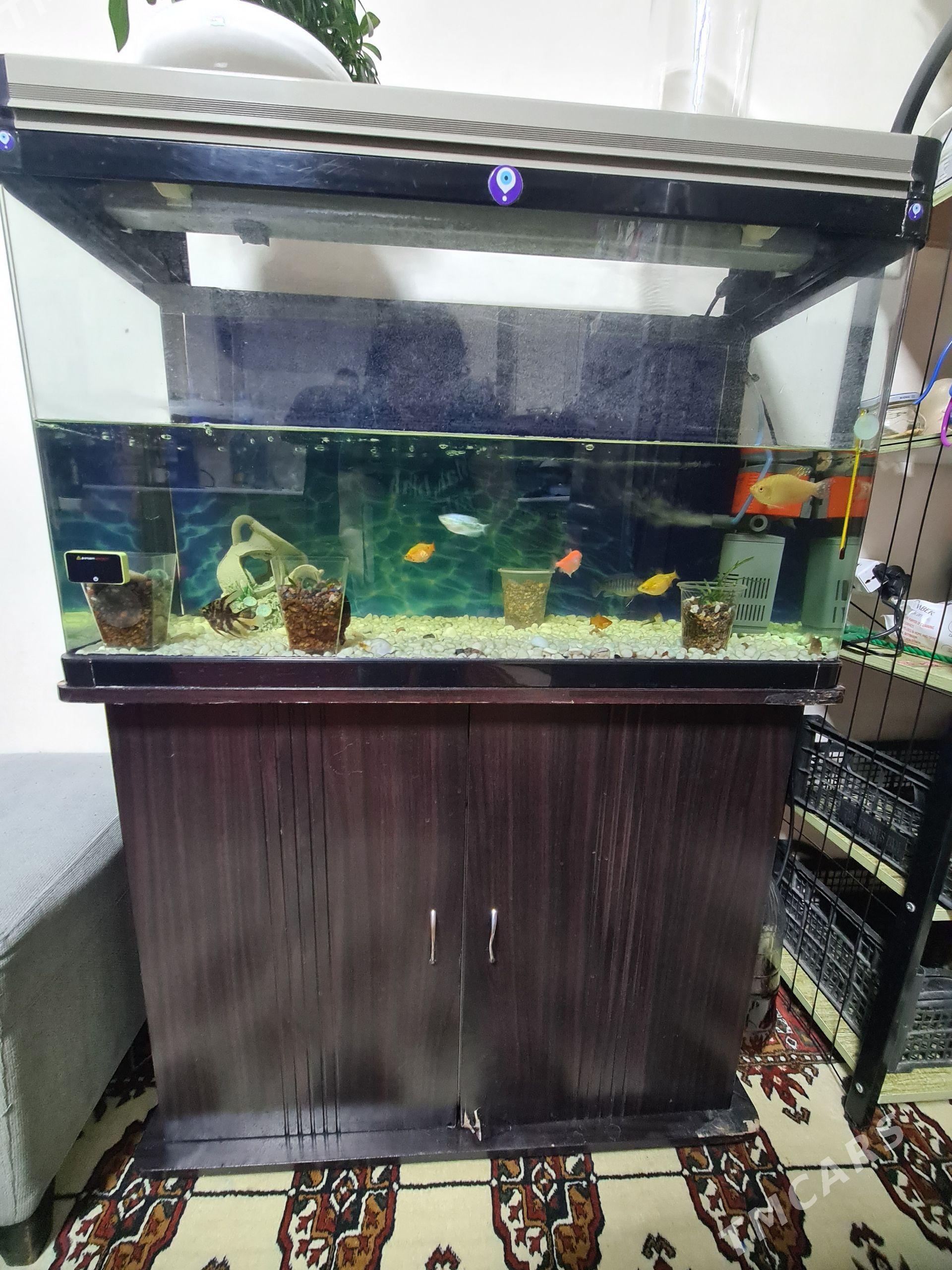 akvarium 100 lit - Ашхабад - img 1