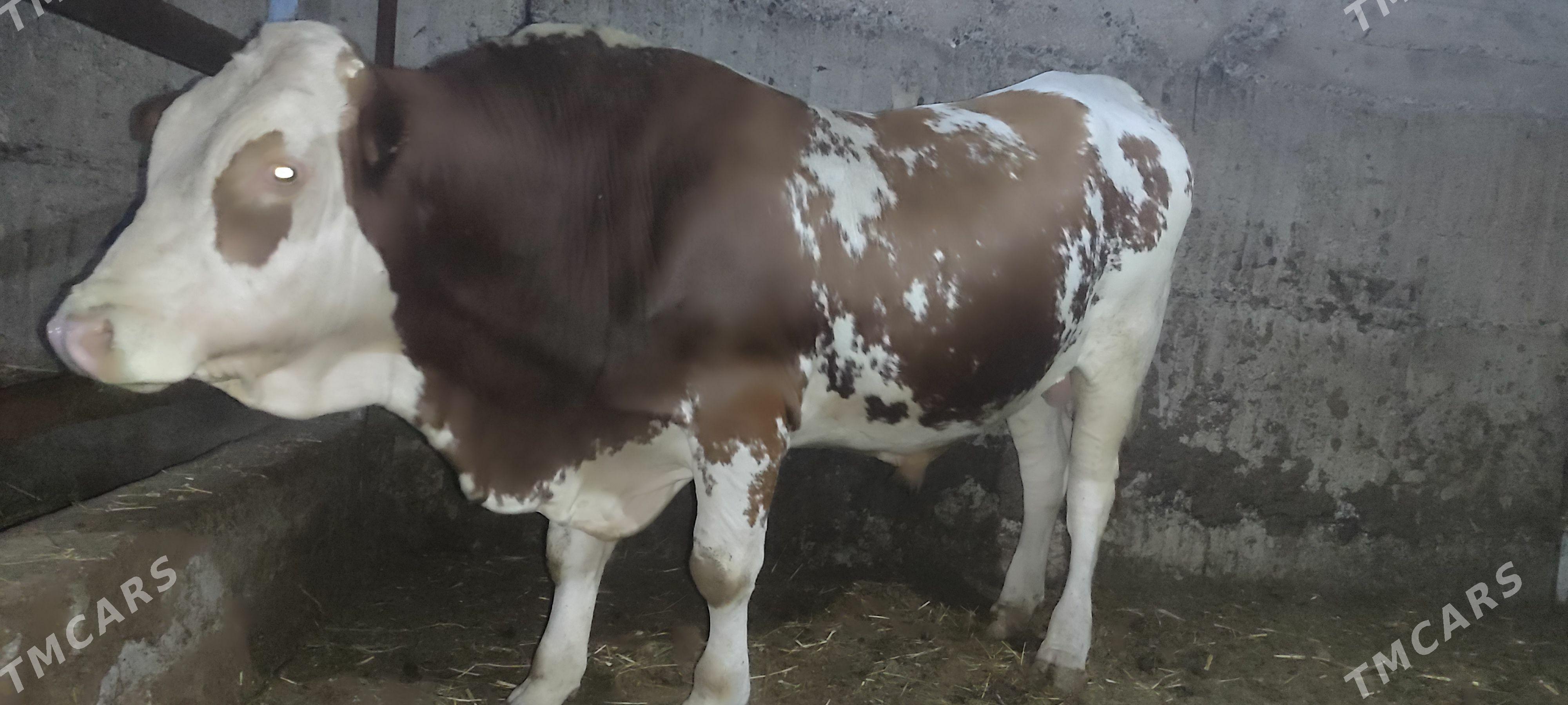 Galsteyin simmental Howr okuz - Gökdepe - img 1