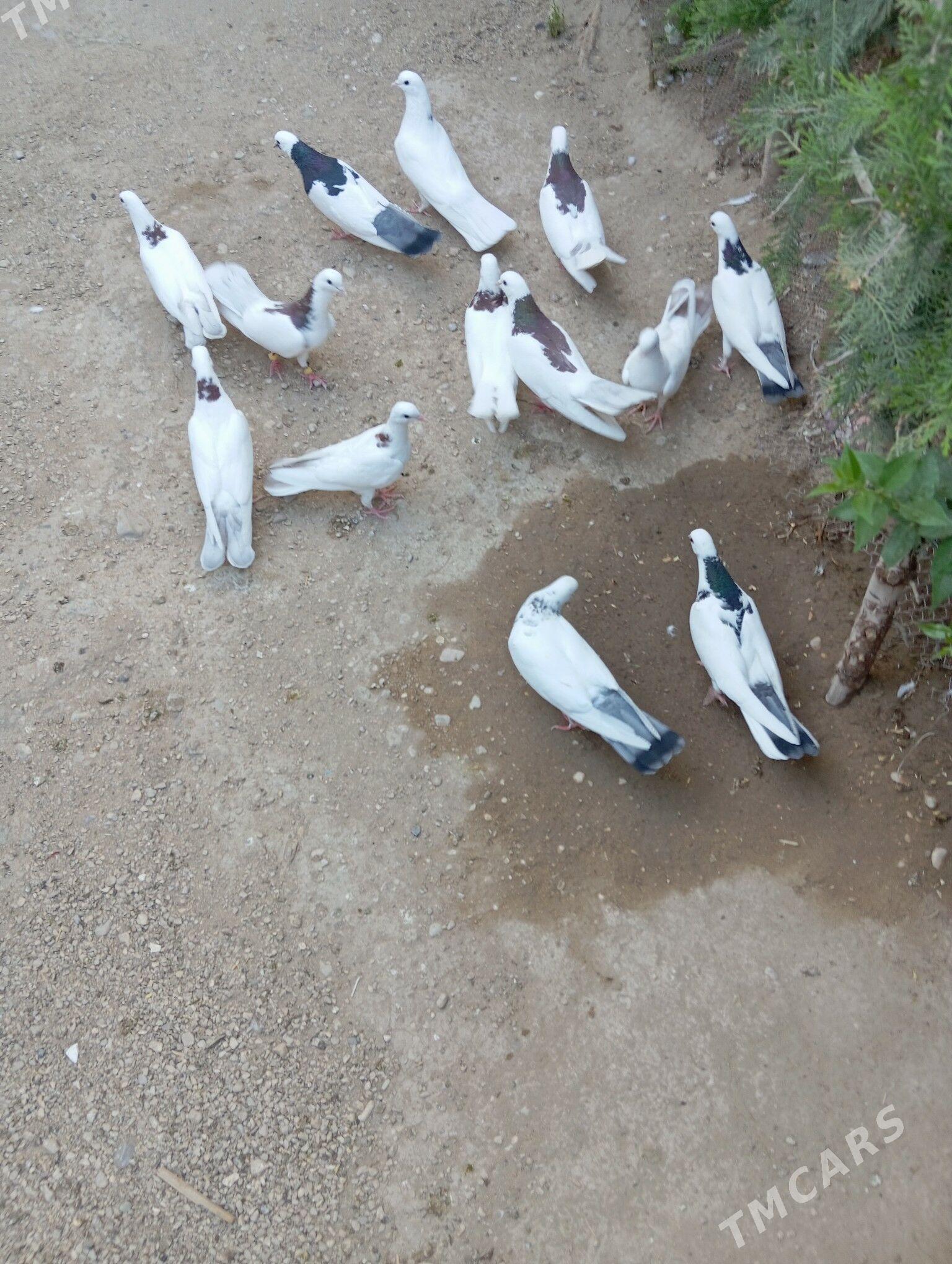 kepderi - Балканабат - img 1