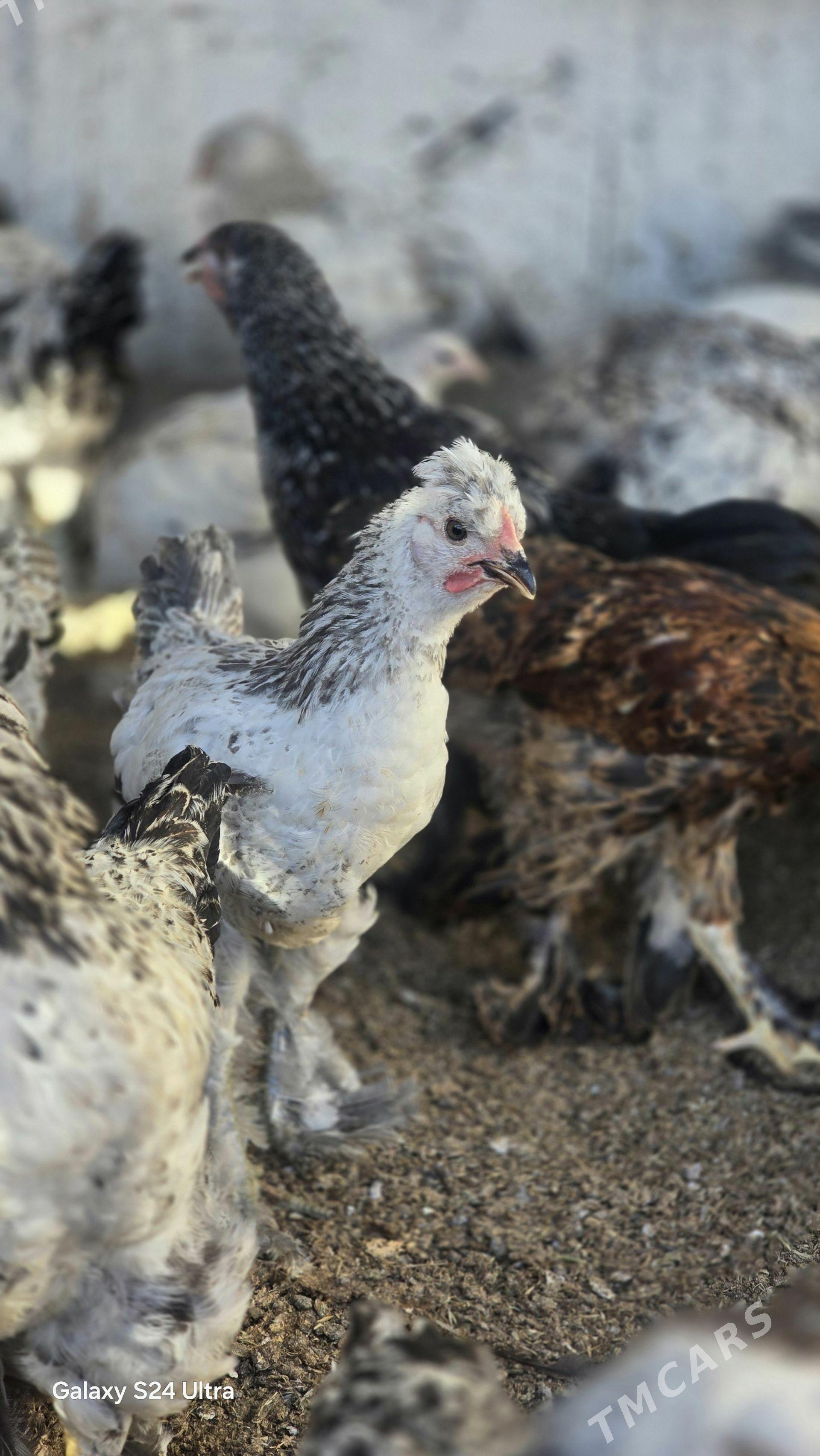 brama juyje - Бузмеин - img 1