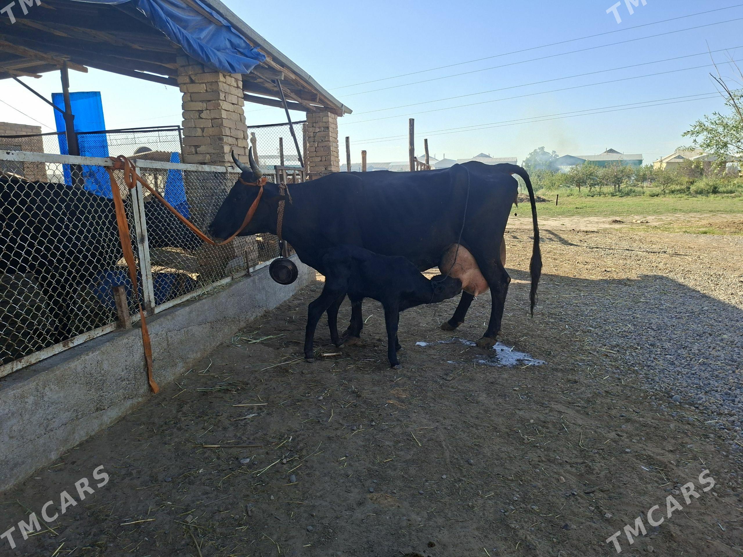 göleli sygyr - Murgap - img 1