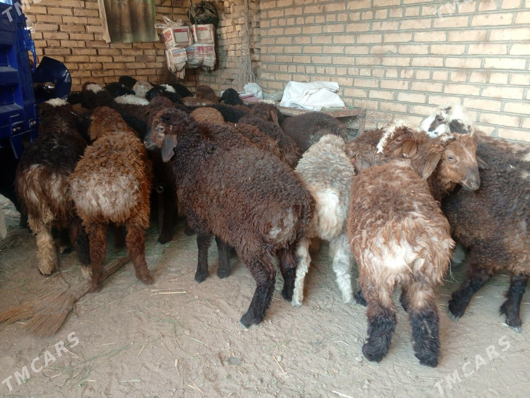 tokly gissar - Mary - img 1