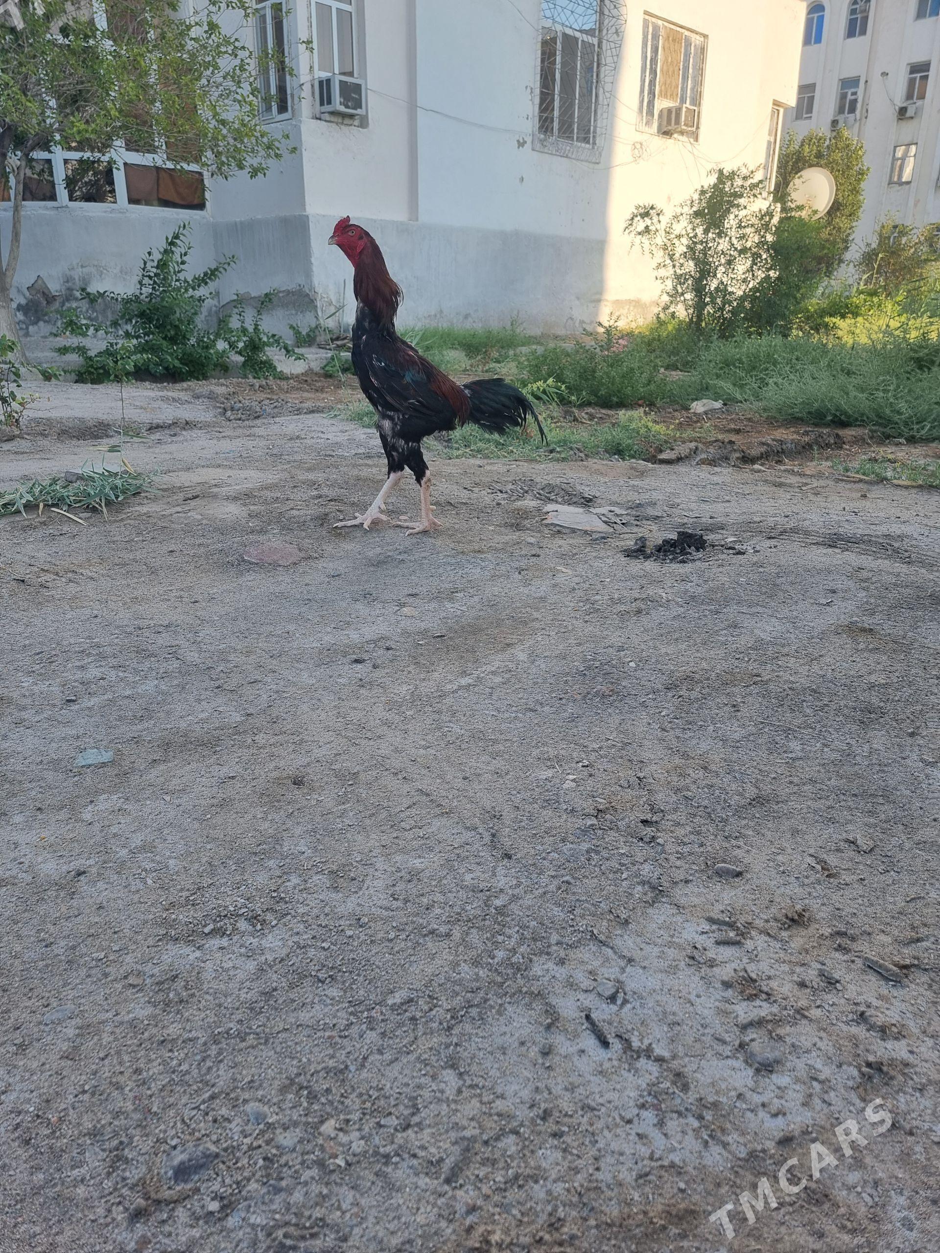 HORAZ - Türkmenabat - img 1