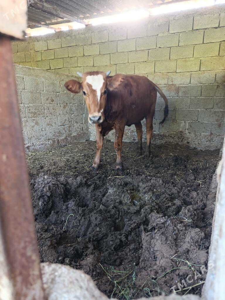 Tüwe - Gökdepe - img 1