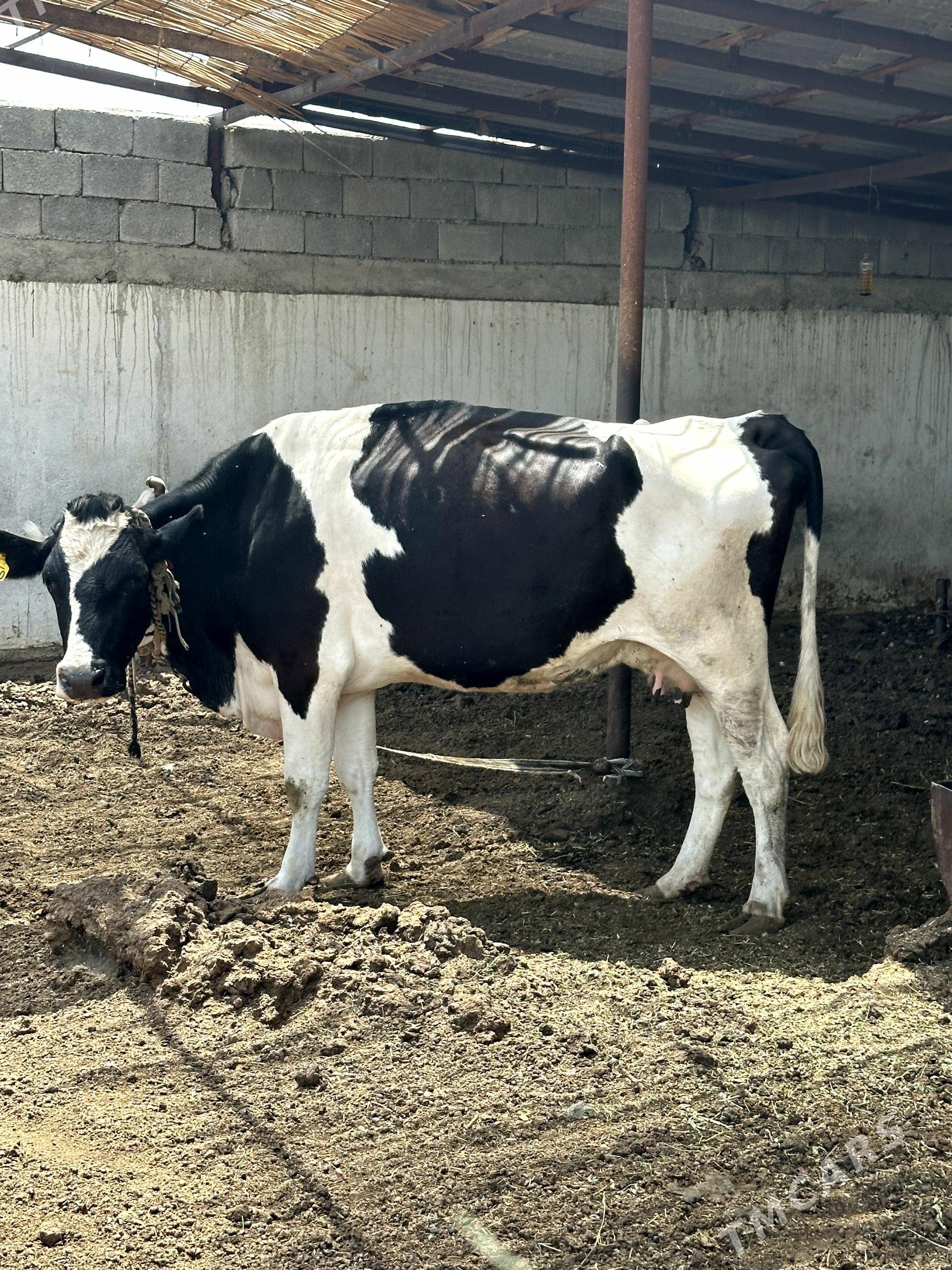 GARALA GALIŞDEÝIN BOGAZ SYGYR - Гёкдепе - img 1