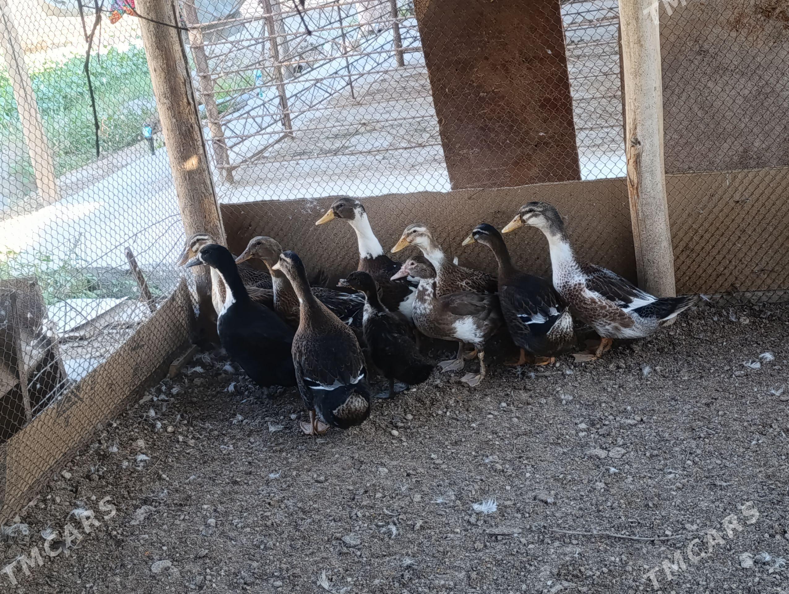 gakgaky ördek - Türkmenabat - img 1