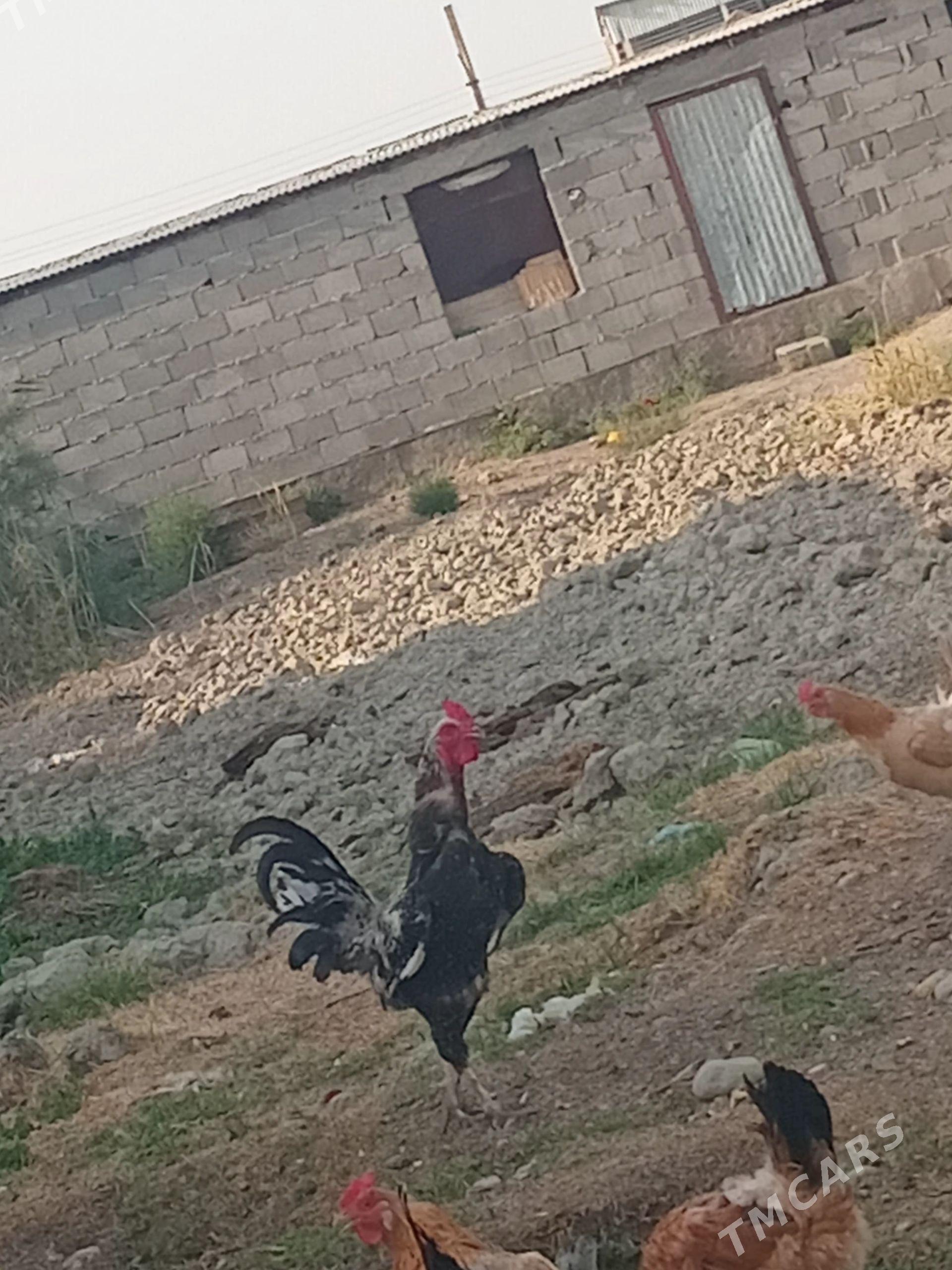 Taşkent - Бахарден - img 1